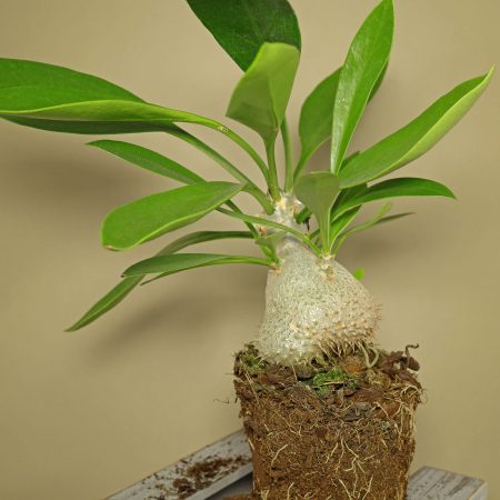 Ameisenpflanze Myrmecodia beccarii