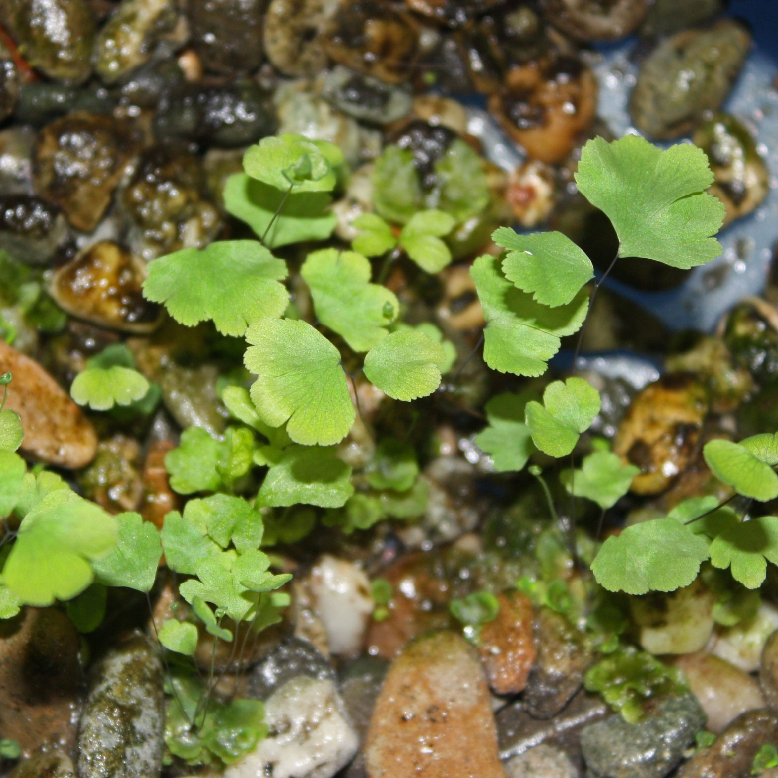 Frauenhaarfarn (Adiantum raddianum)