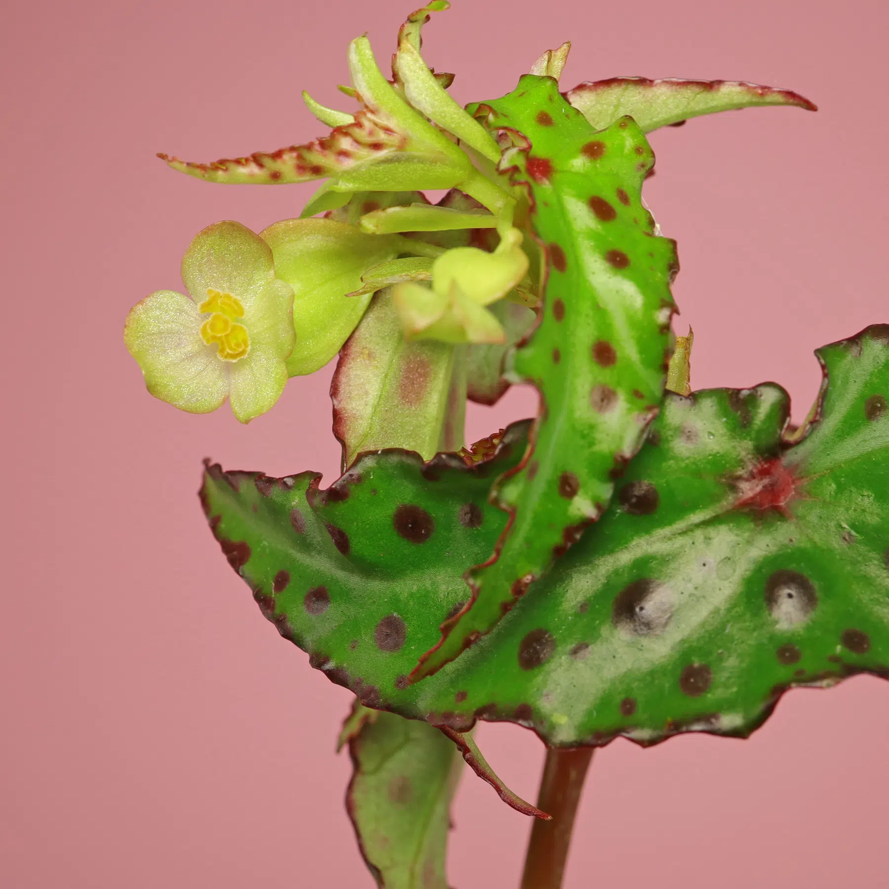 Begonia amphioxus Blüte