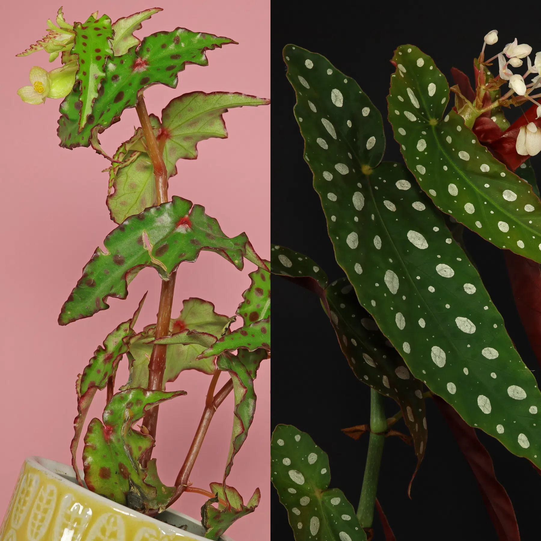 Begonia amphioxus und Begonia maculata
