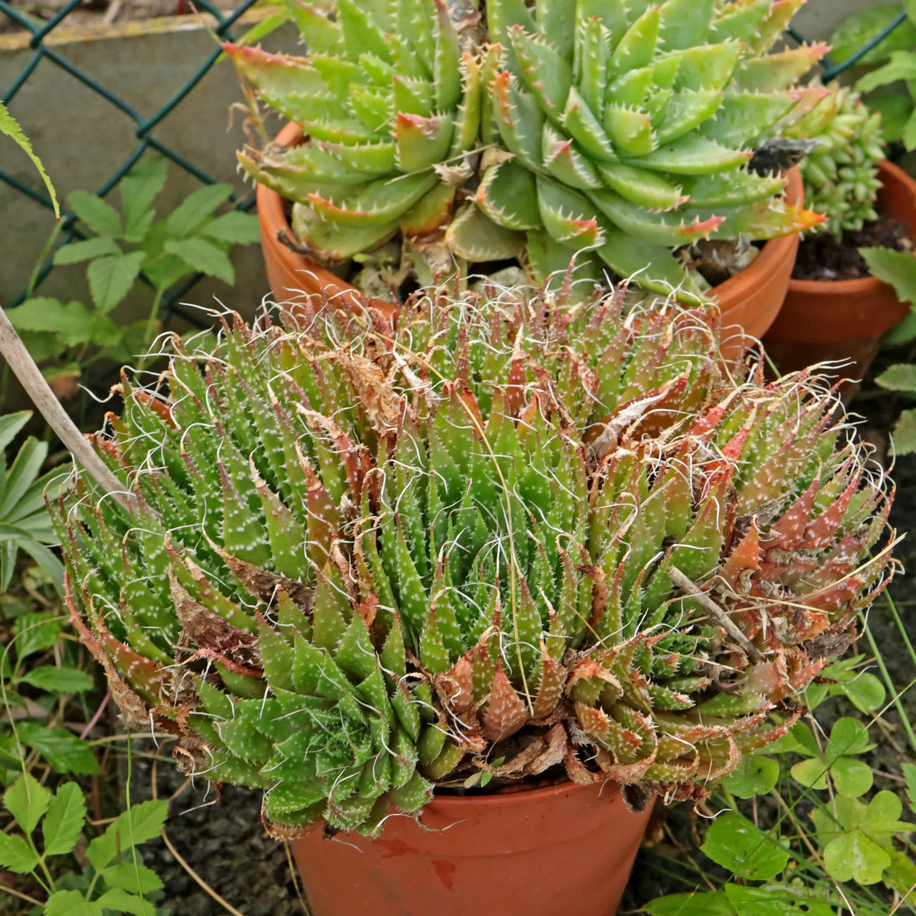 Aloe aristata im Garten