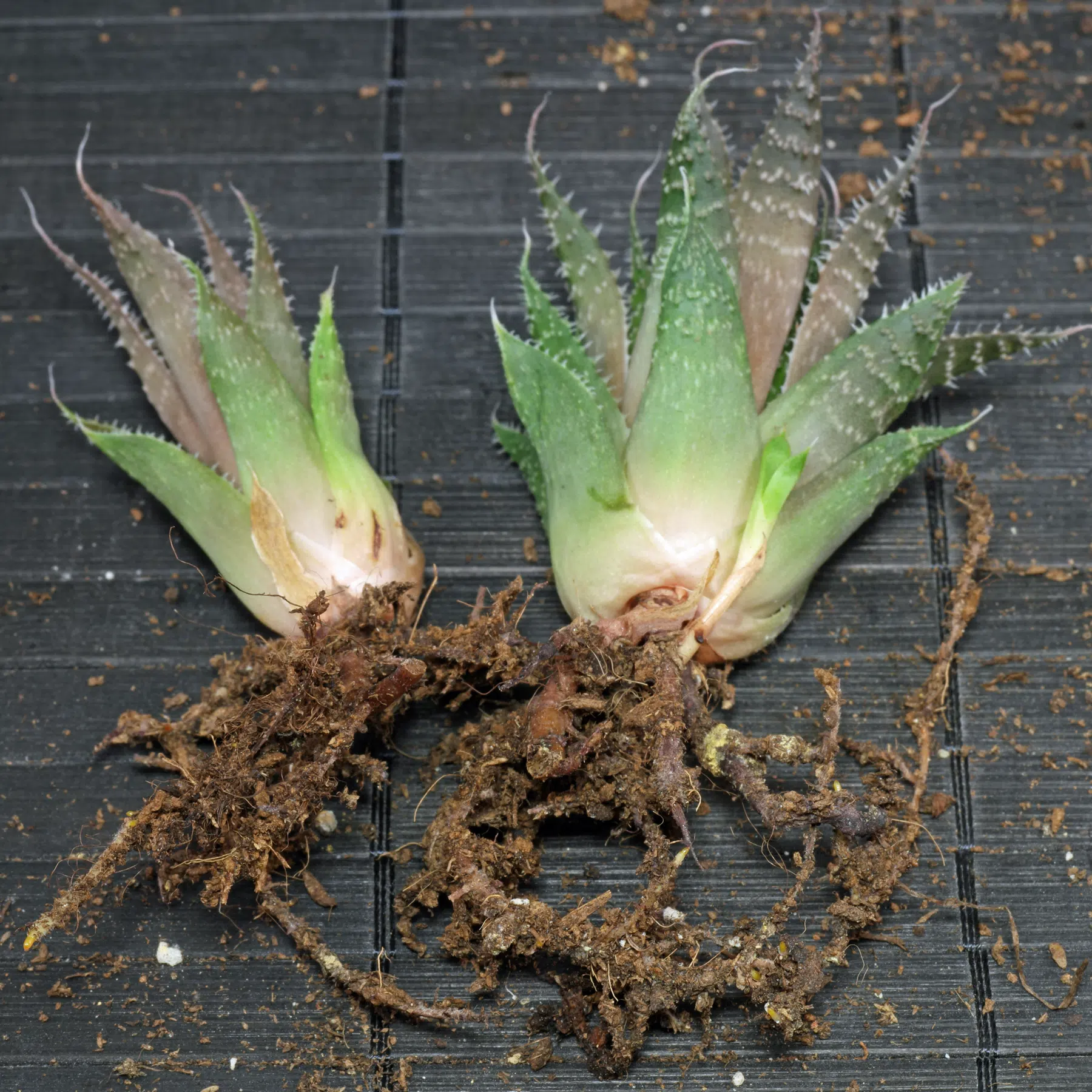 Aloe aristata vermehren