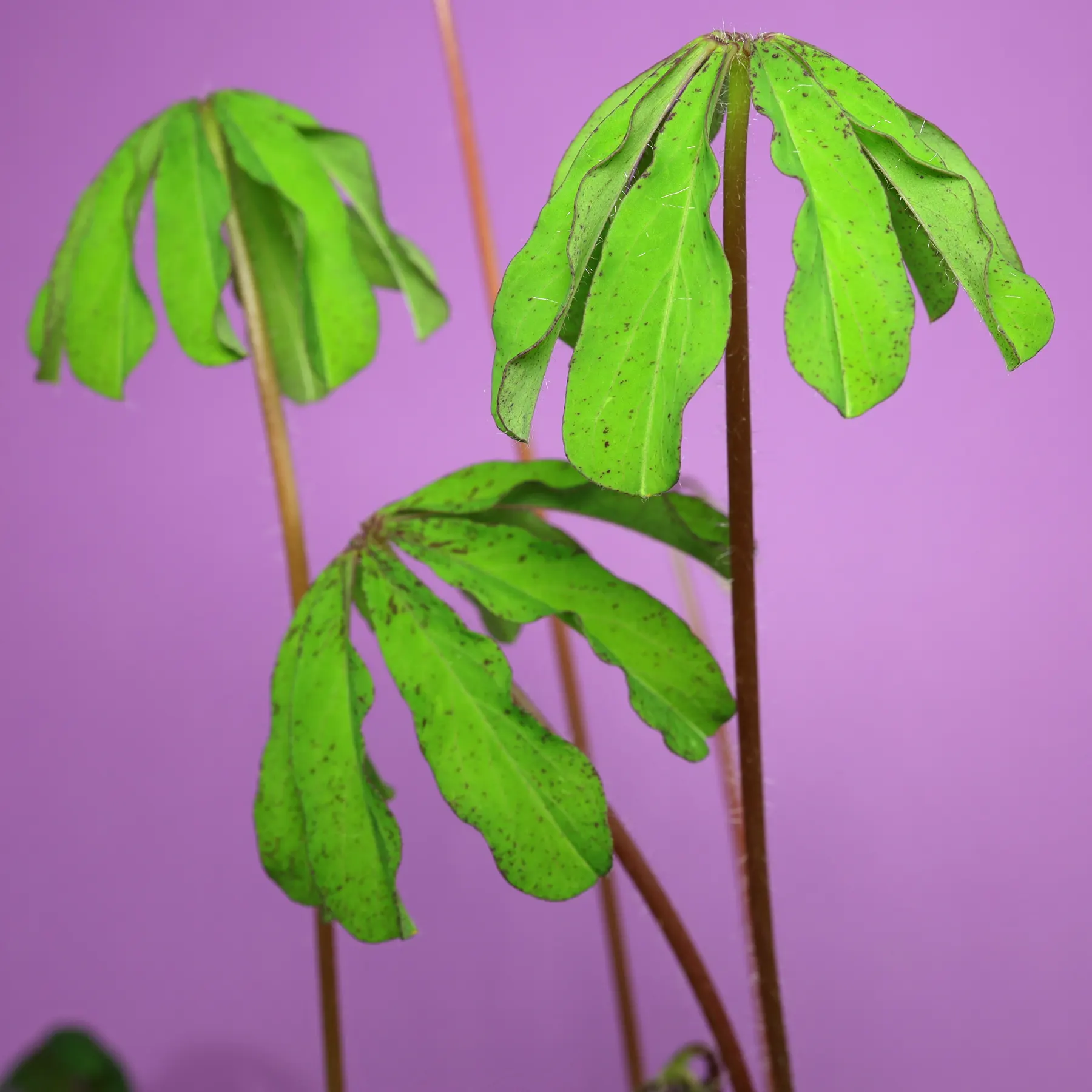 Oxalis lasiandra Blätter Schlafstellung
