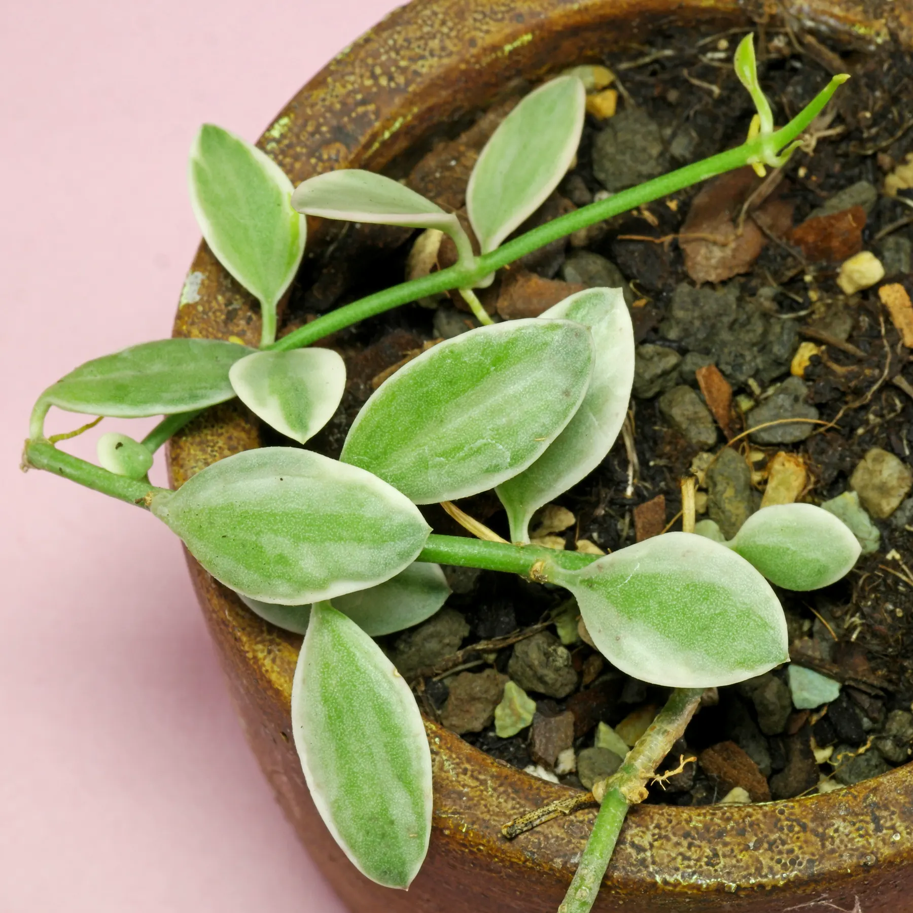 Dischidia oiantha Variegata Urnenpflanze