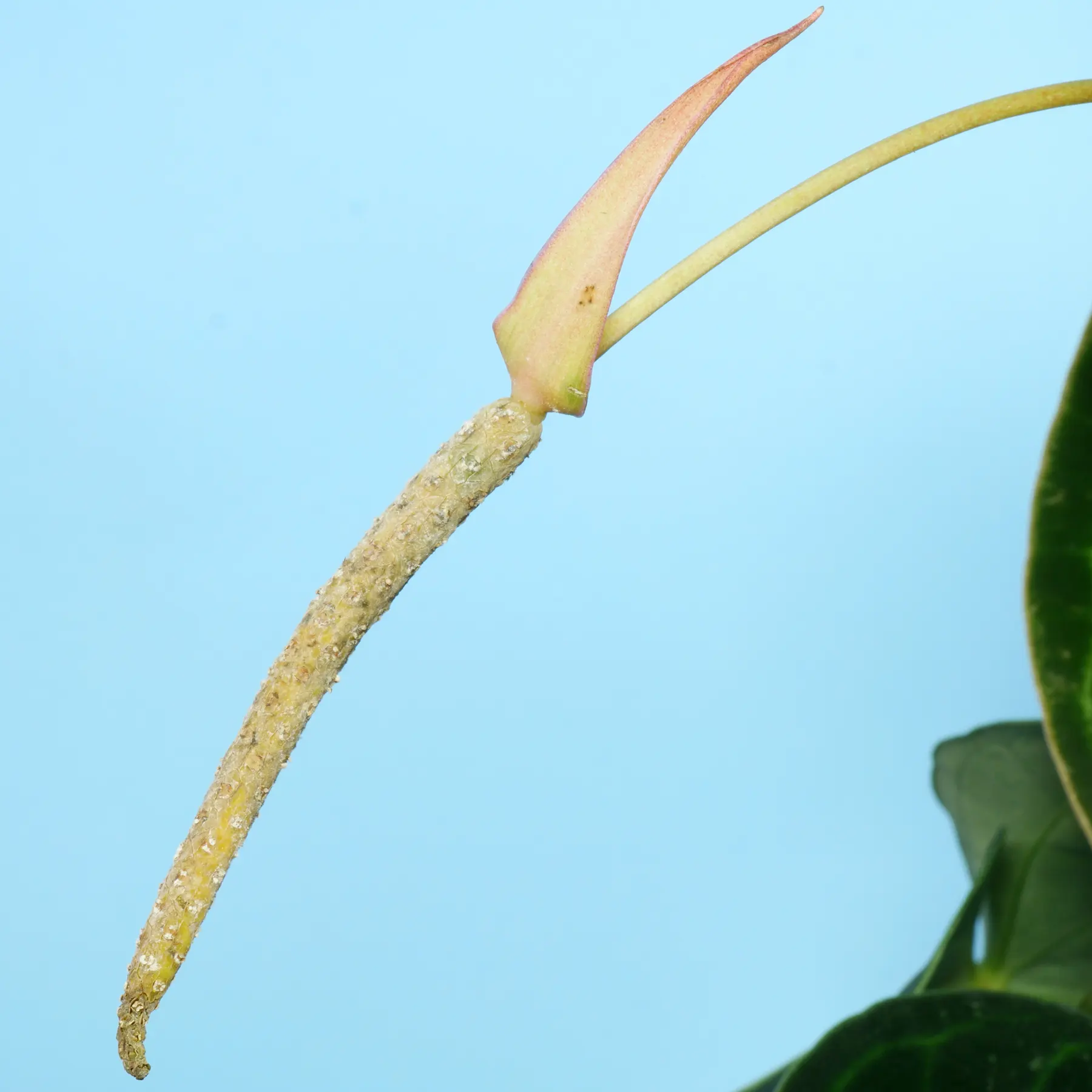 Anthurium clarinervium Blüte