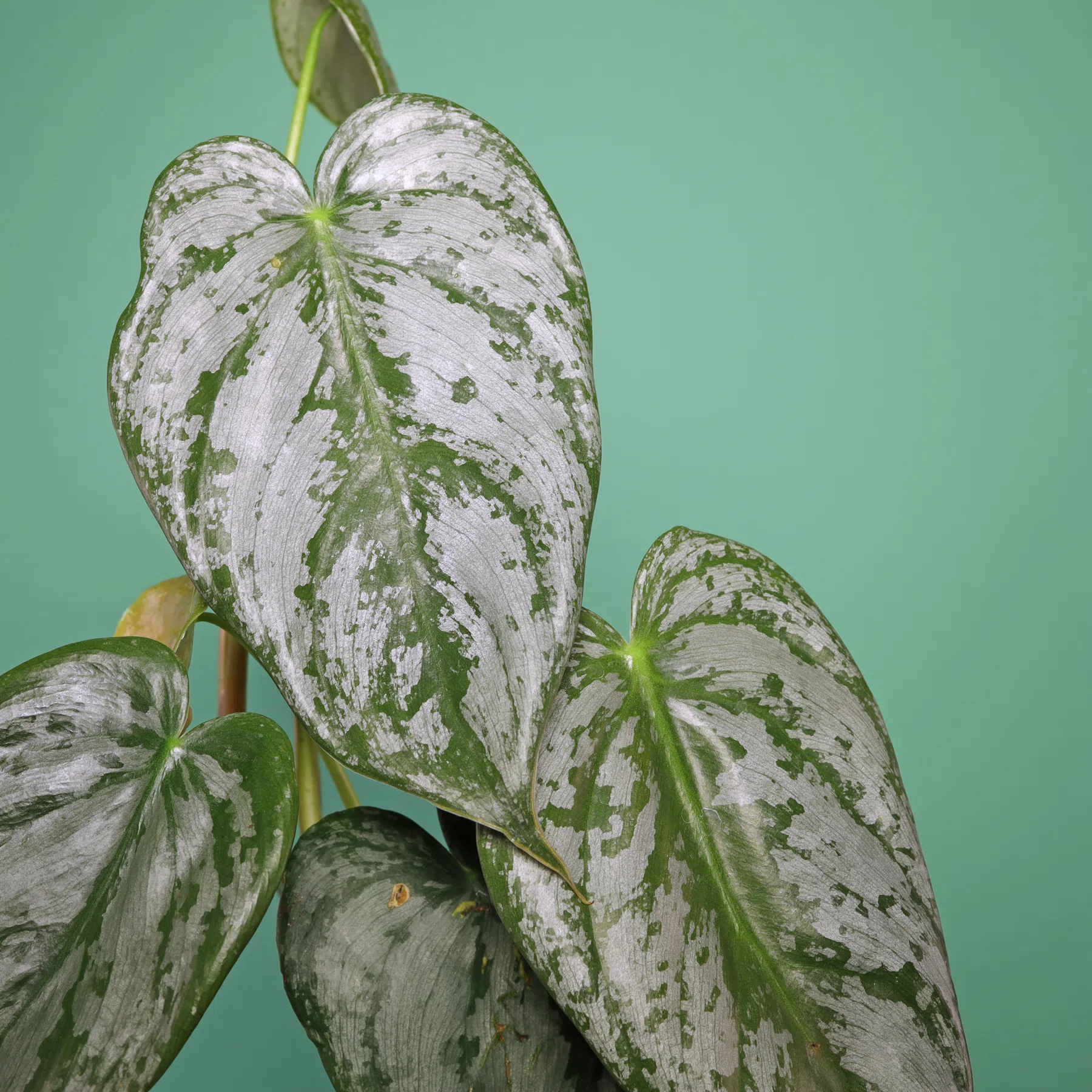 Philodendron Silberblatt