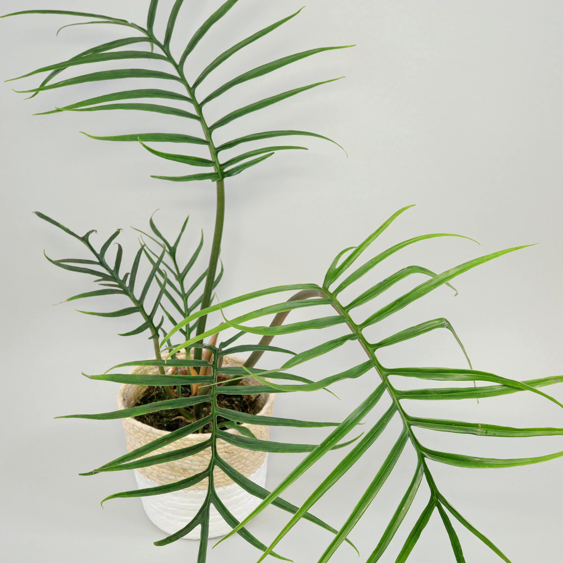 Farnblatt Philodendron