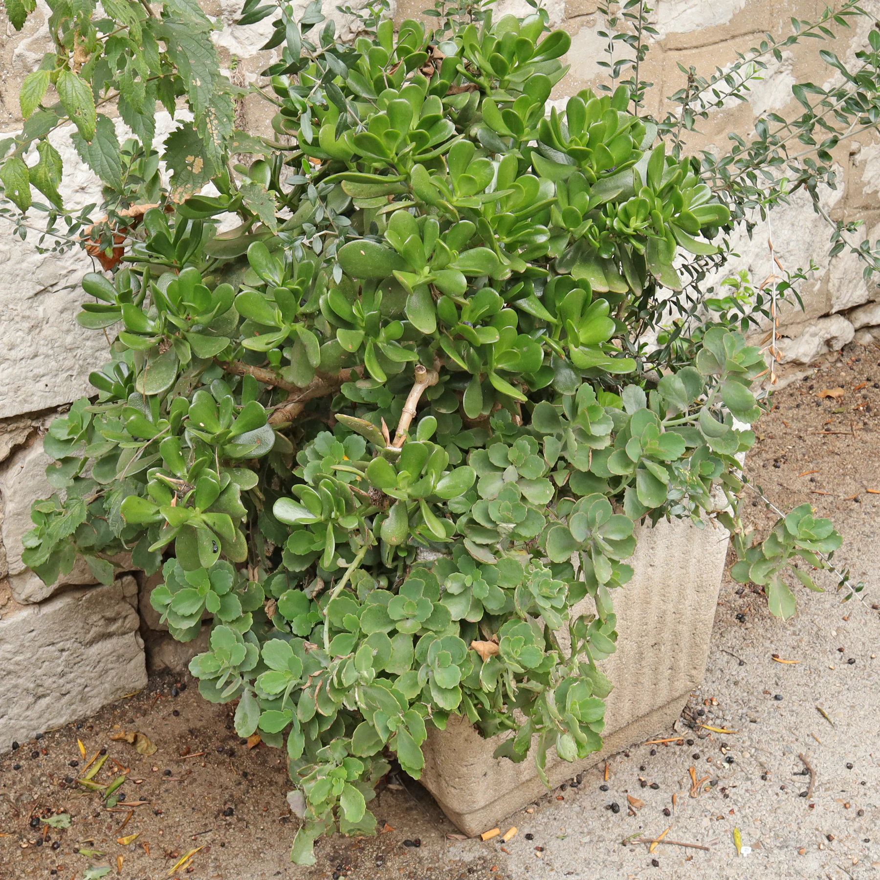 Geldbaum Kübelpflanze