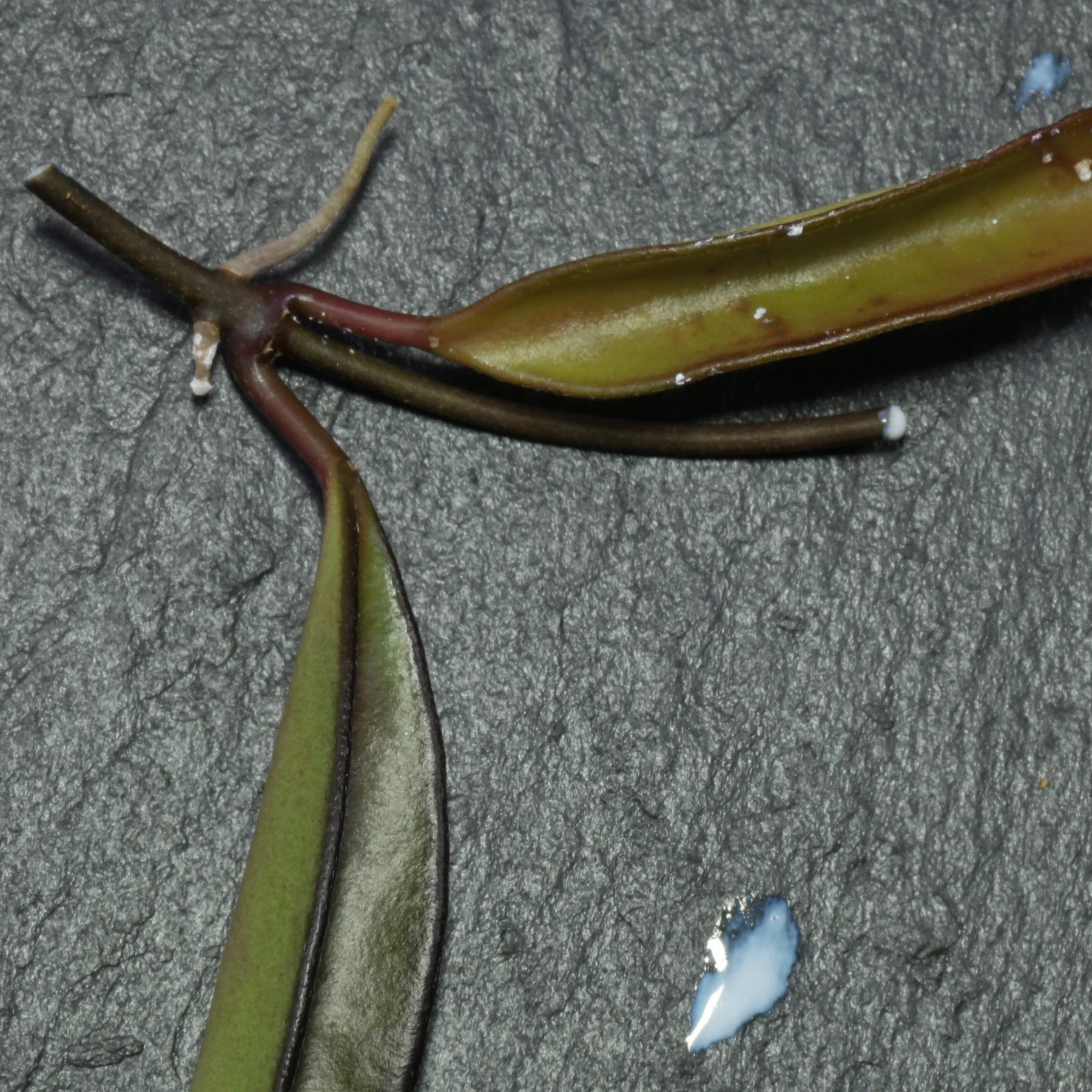 Hoya wayetii Steckling Pflanzsaft