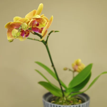 Phalaenopsis Orchidee gelb