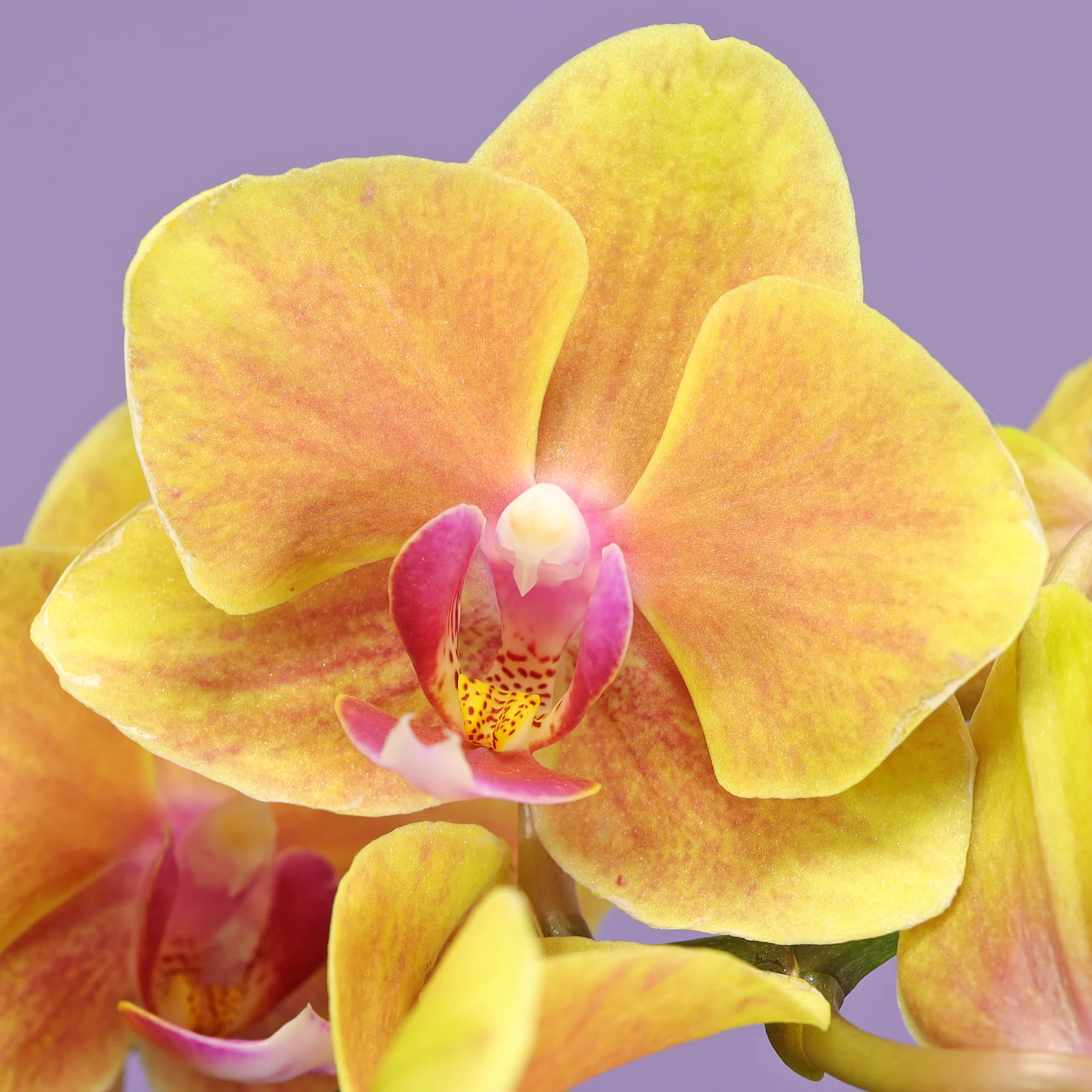 Phalaenopsis gelbe Blüten