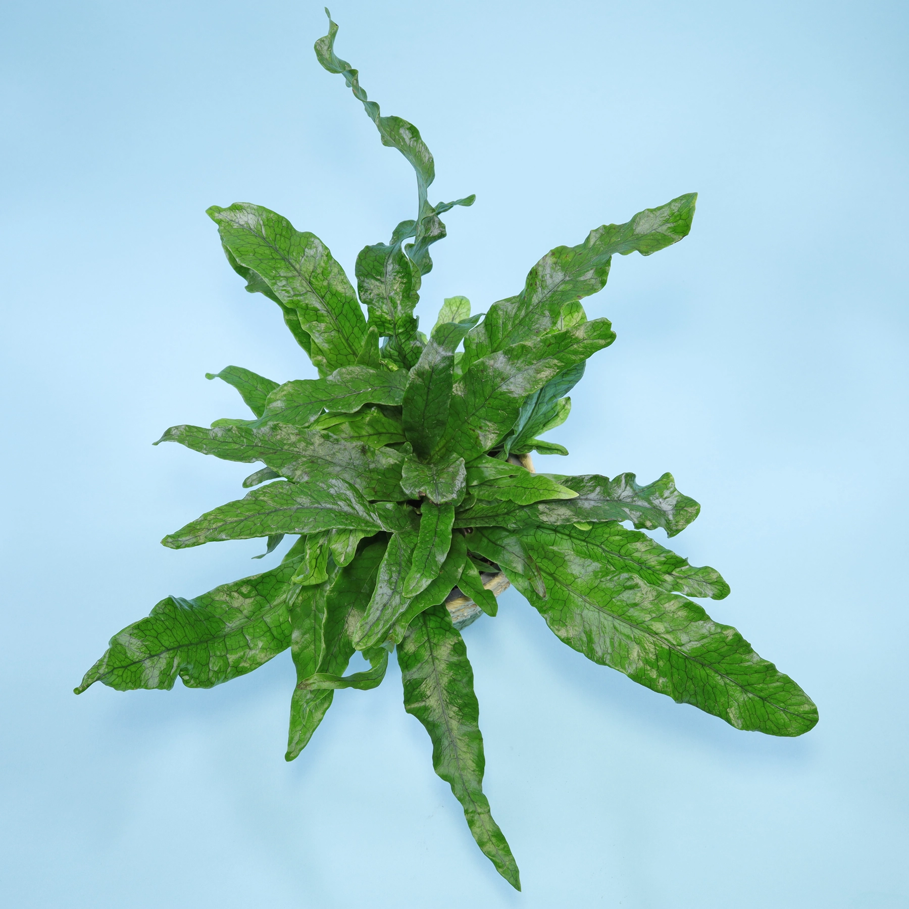 Krodkodilfarn Microsorum musifolium