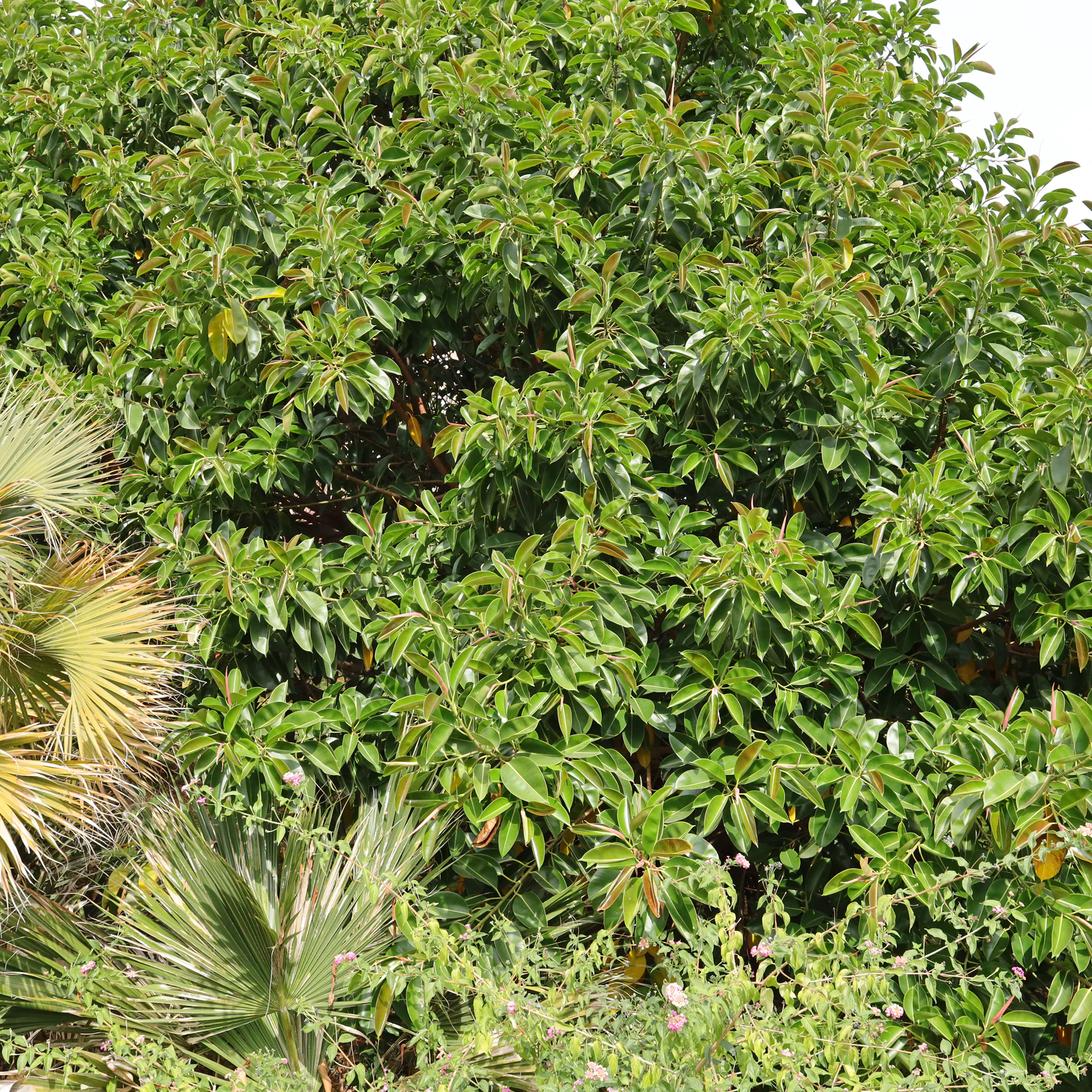 Ficus elastica im Botanischen Garten Malaga