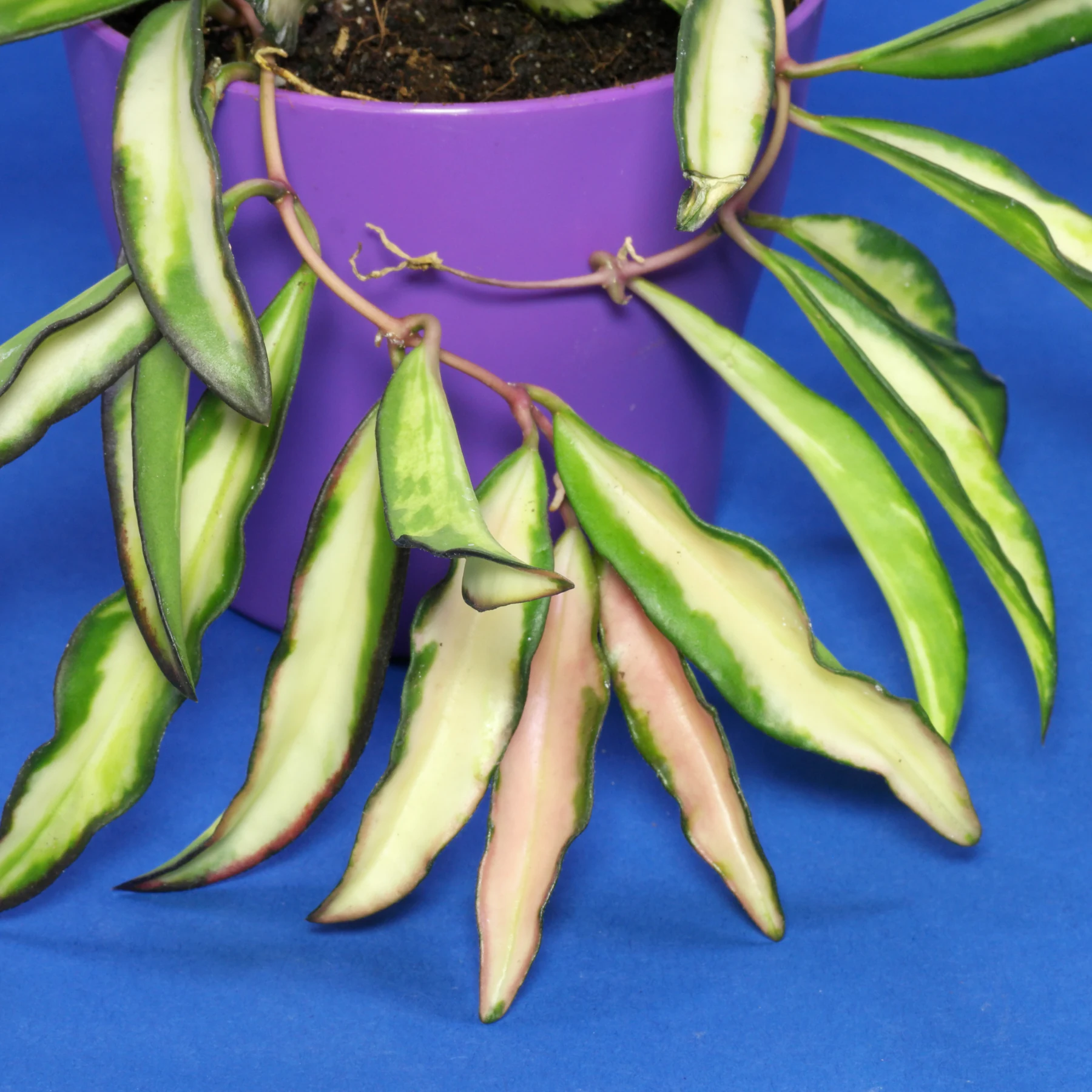 Hoya wayetii Tricolor Blätter