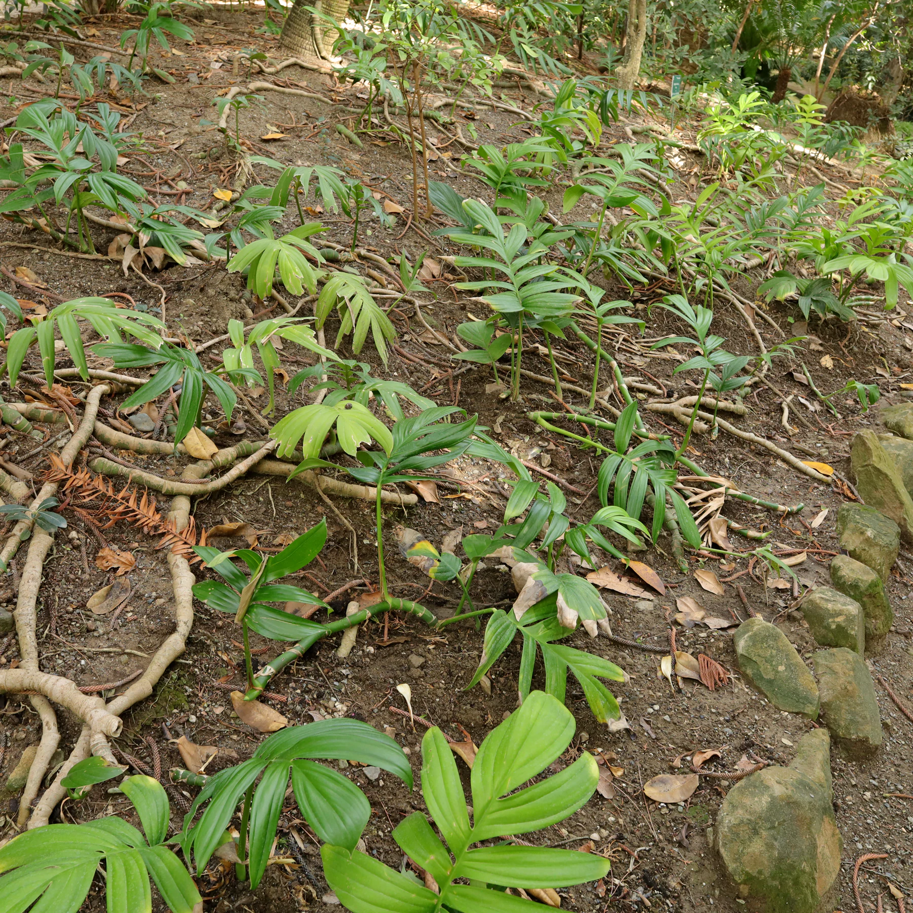 Rhaphidophora decursiva in botanischem Garten