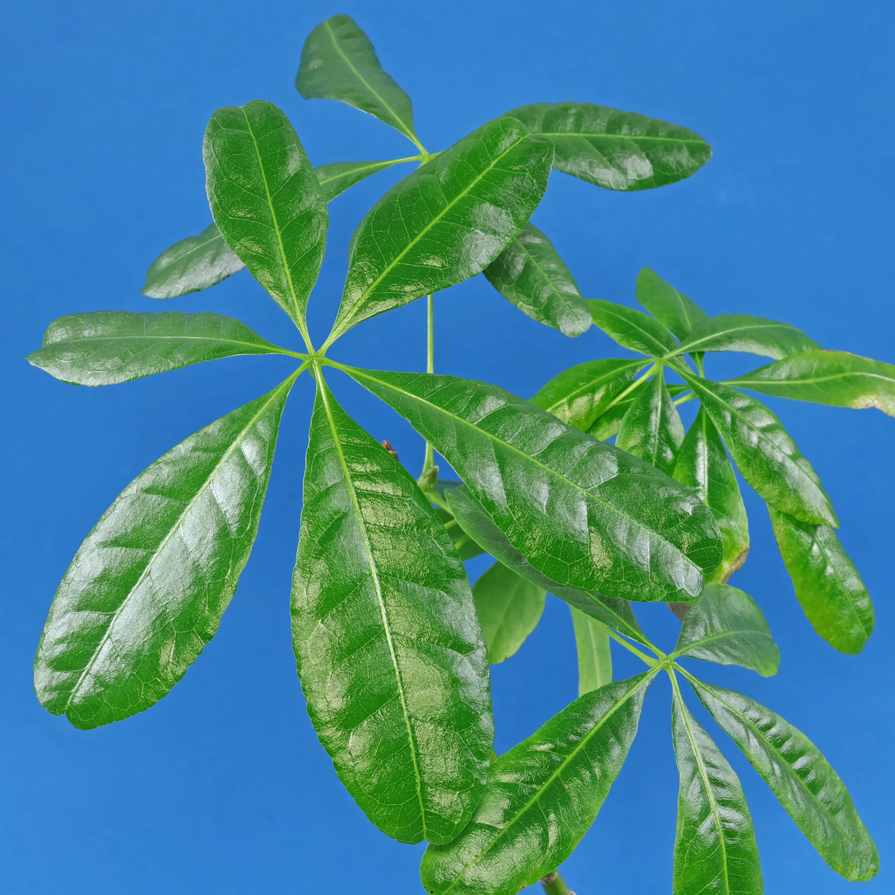 Kubanische Pachira Blätter