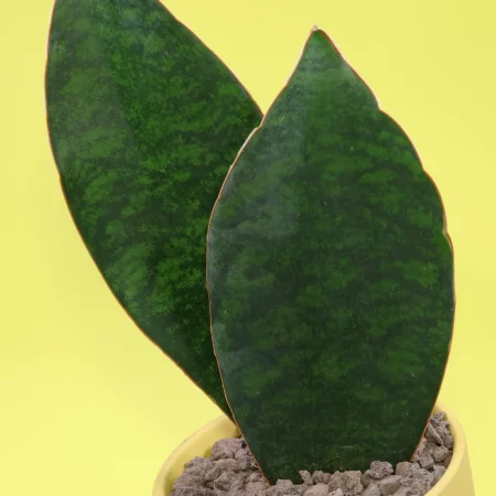 Dracaena hyacinthoides