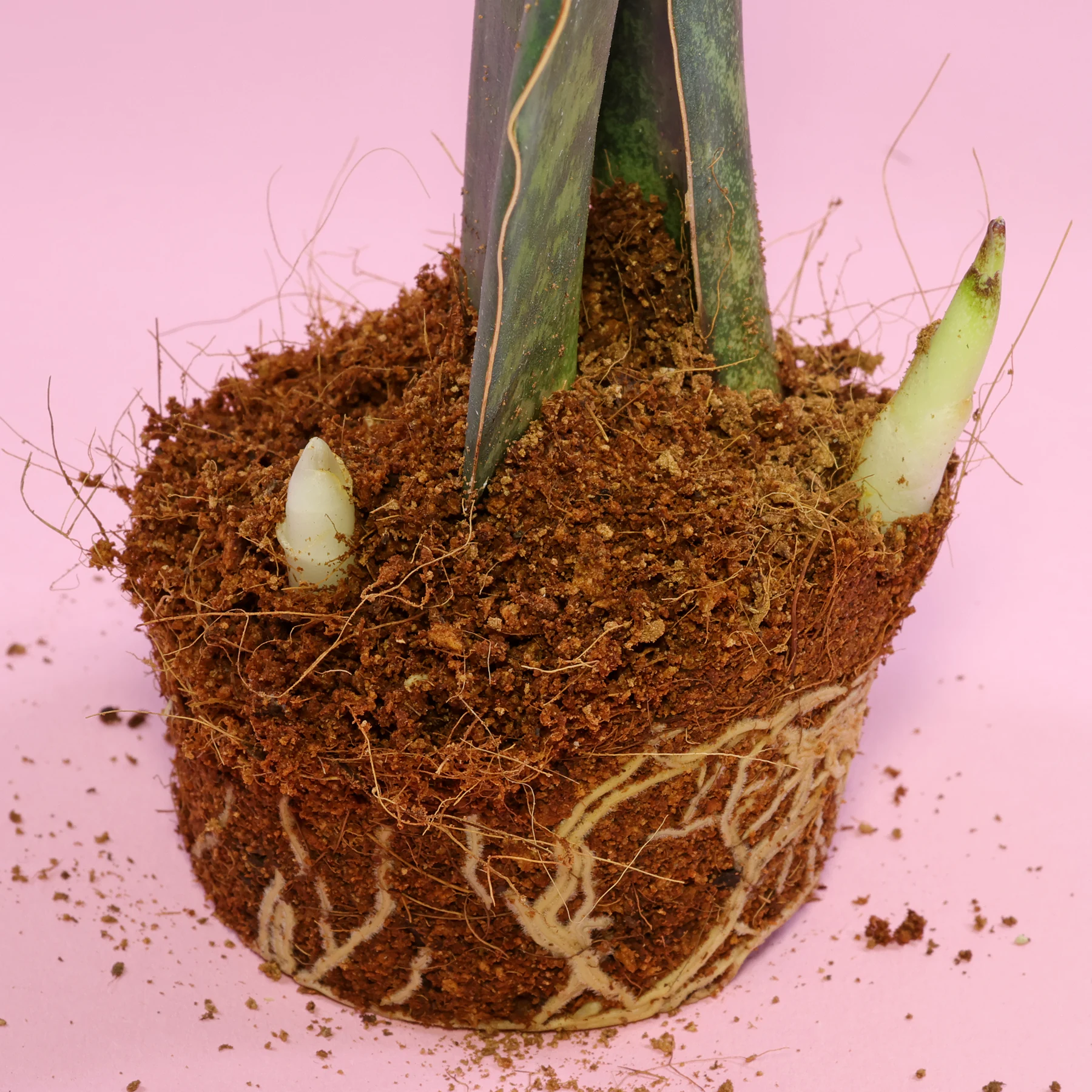 Dracaena hyacinthoides Ausläufer