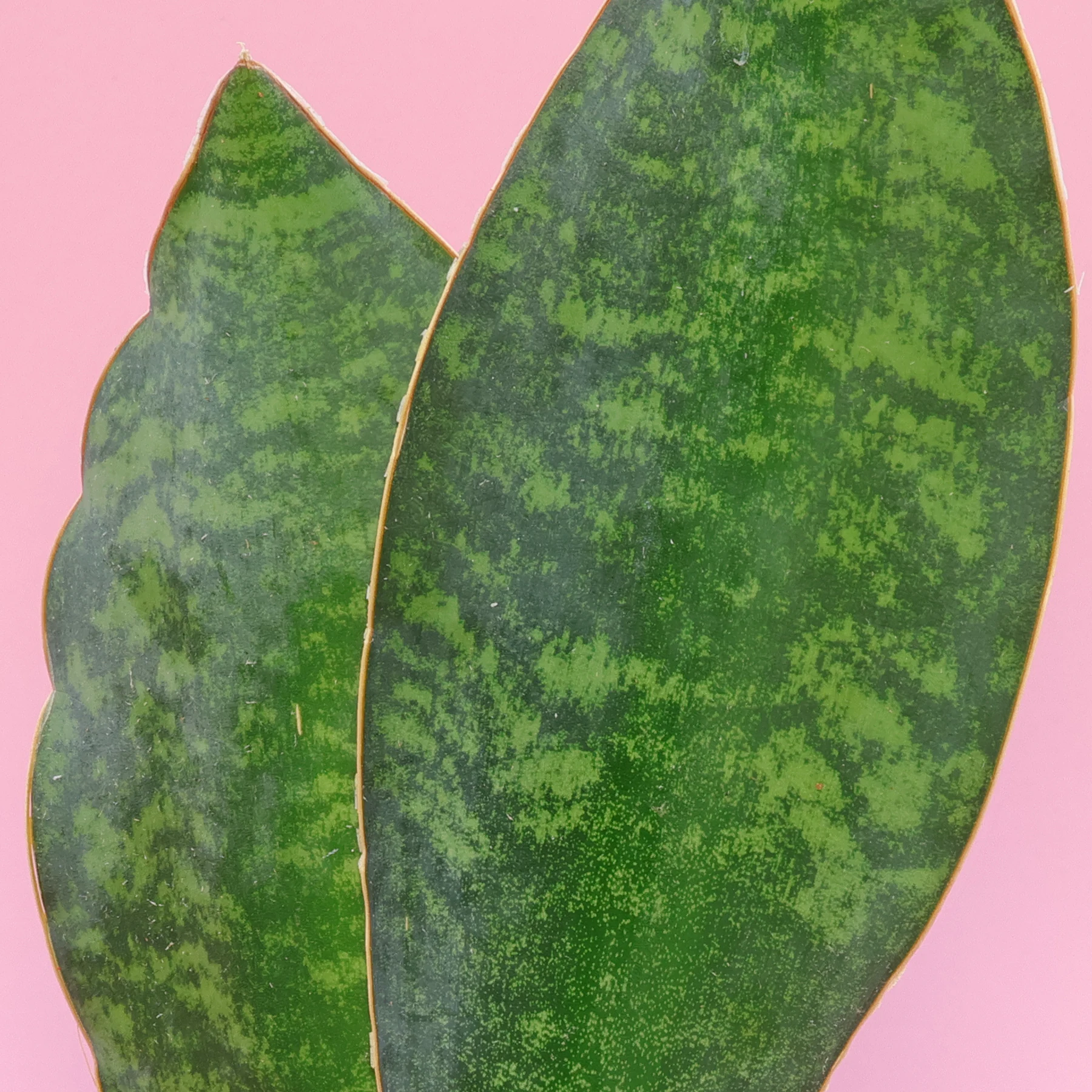 Dracaena hyacinthoides Blätter