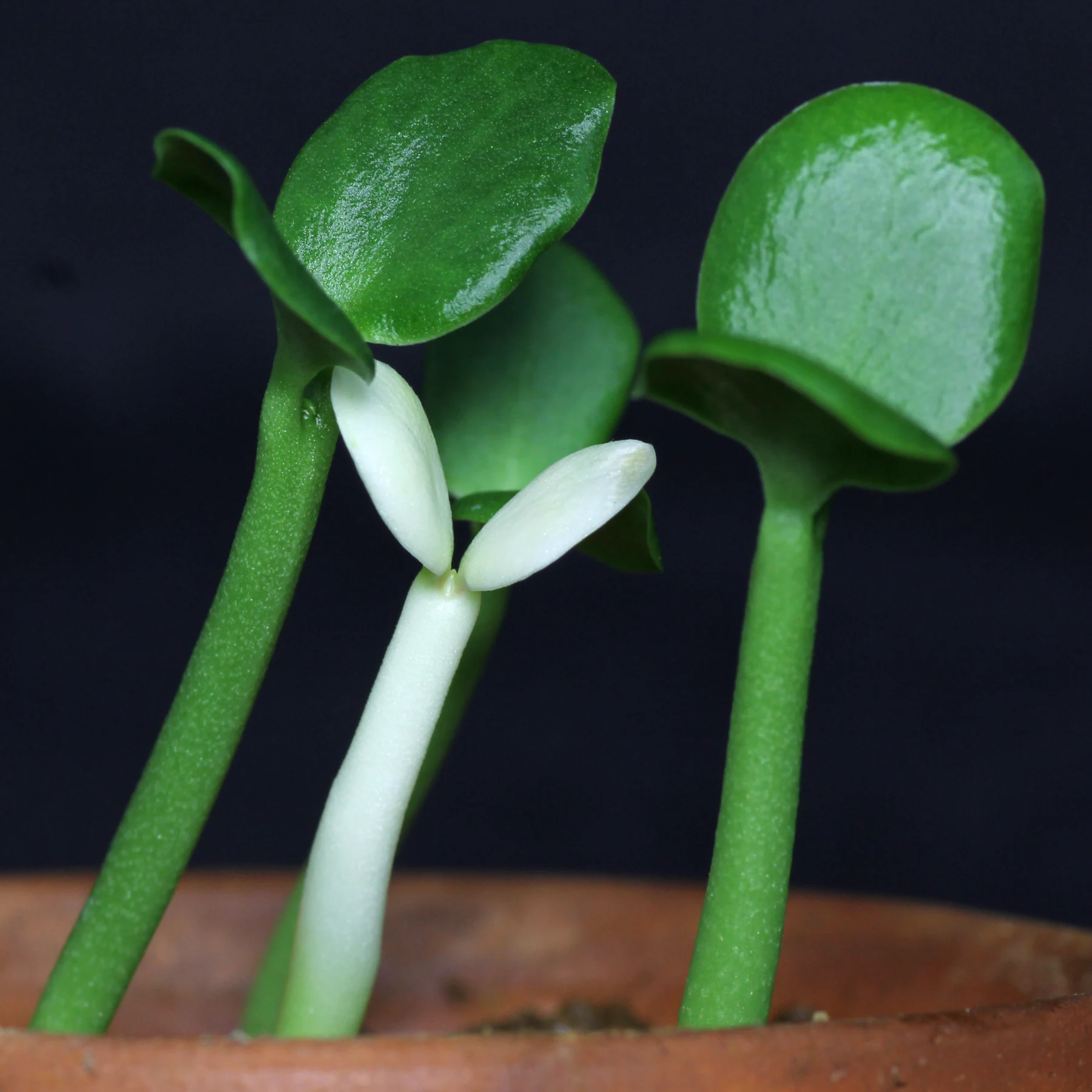 Euphorbia ingens Samen keimen