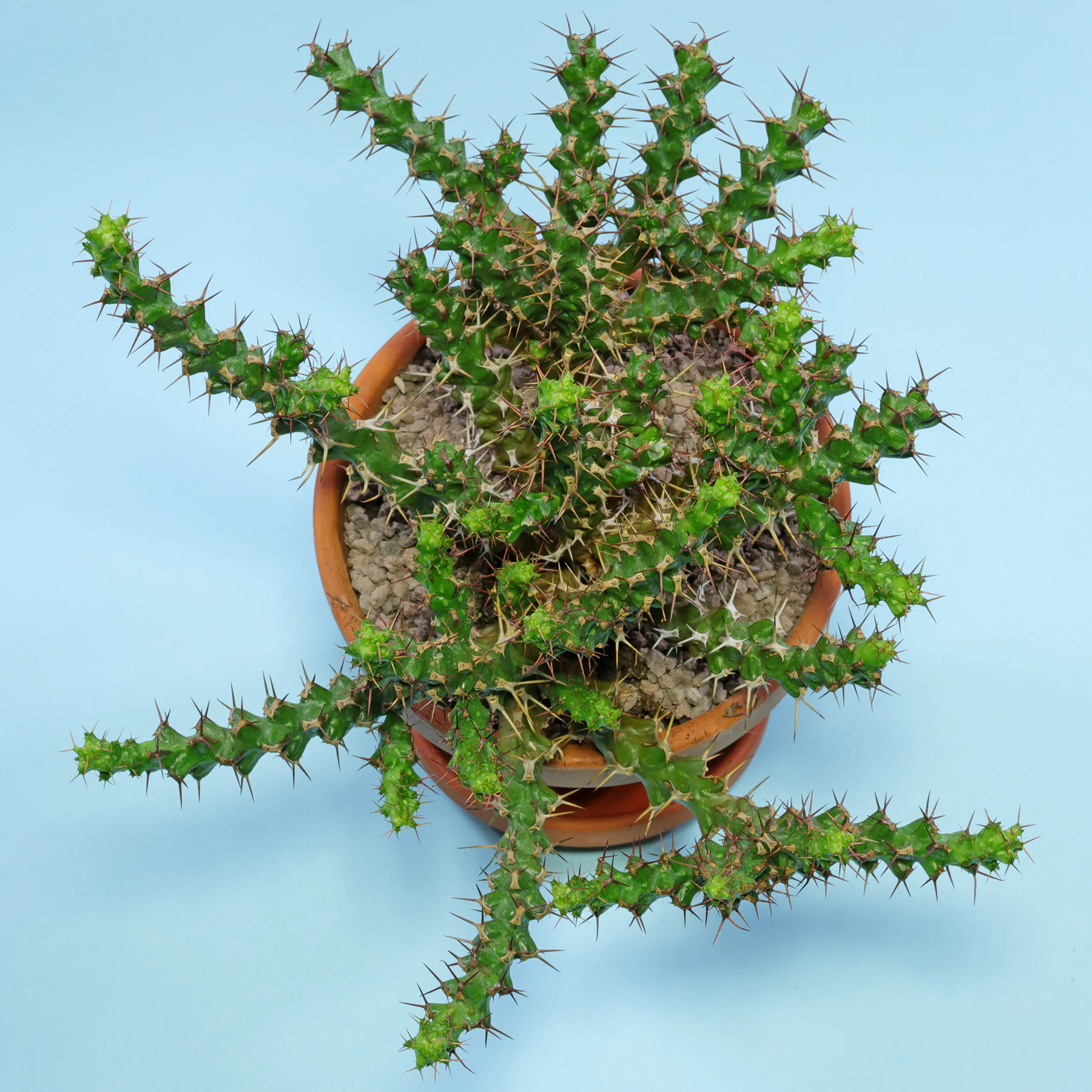 Euphorbia lenewtonii