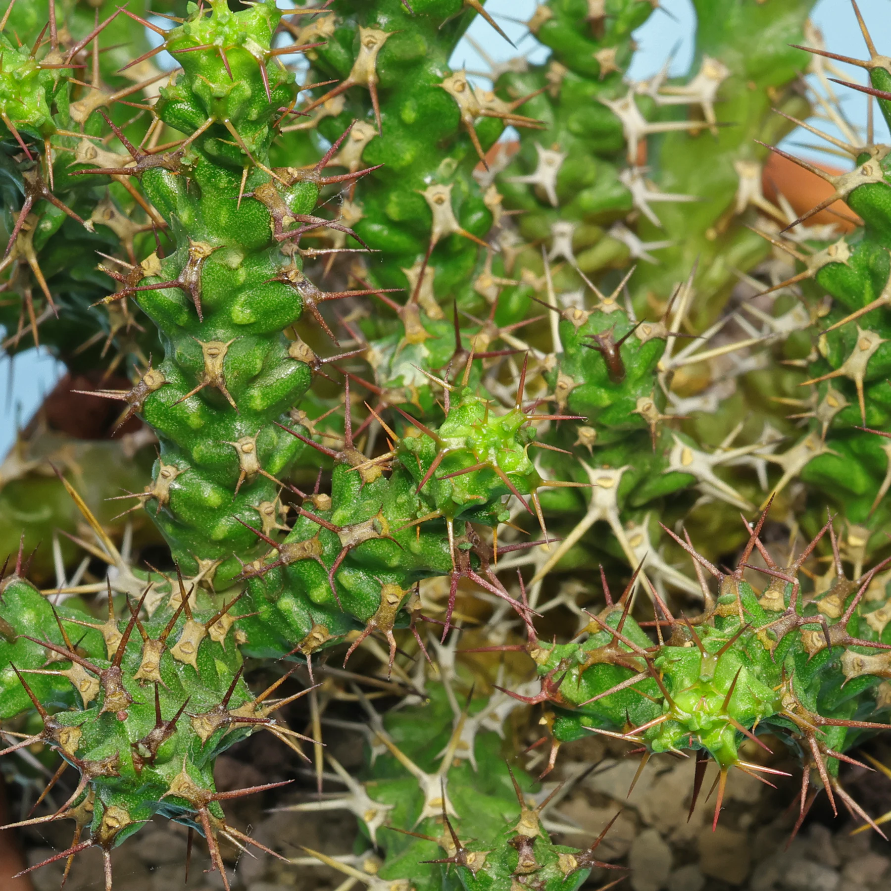 Euphorbia lenewtonii Dornen