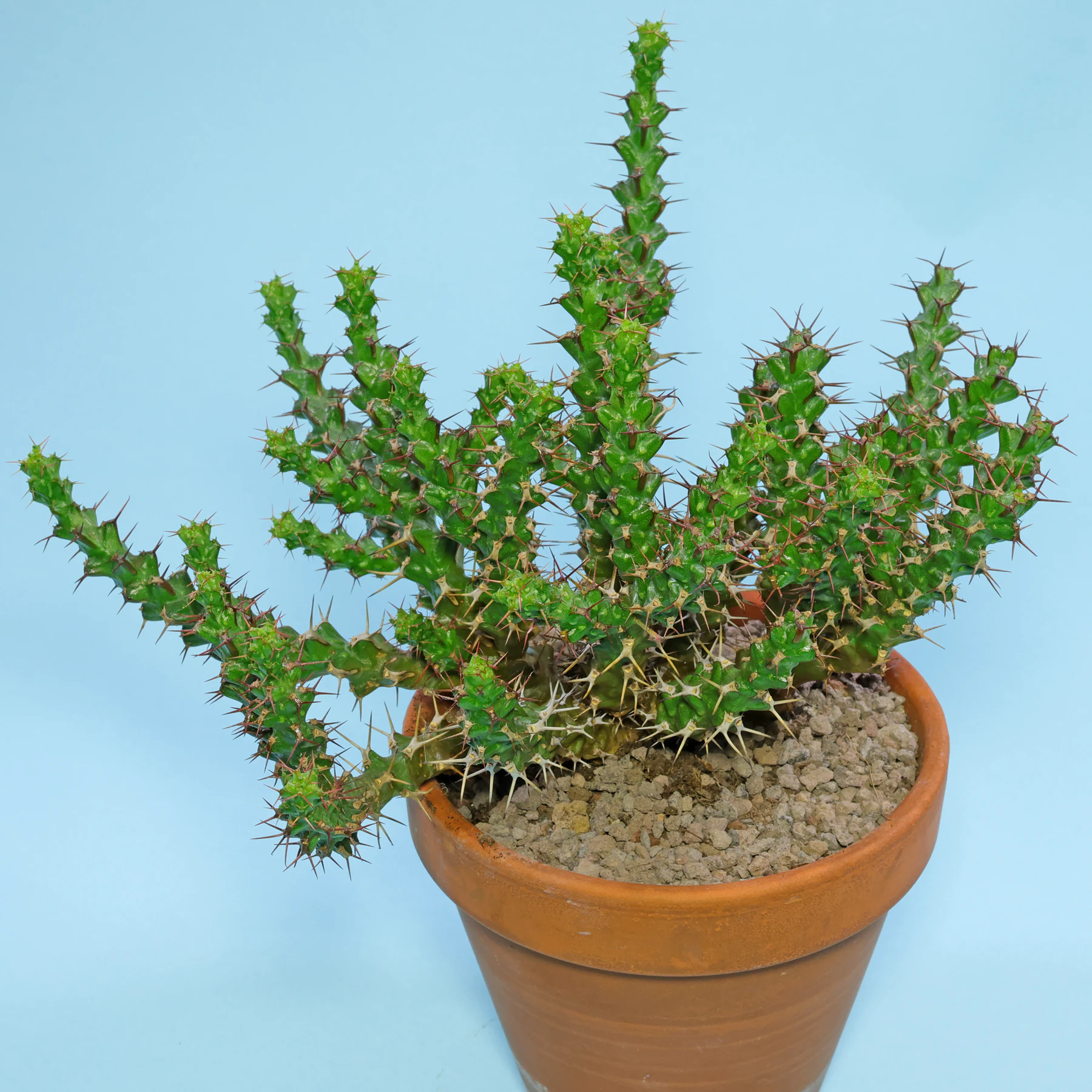 Euphorbia lenewtonii Habitus