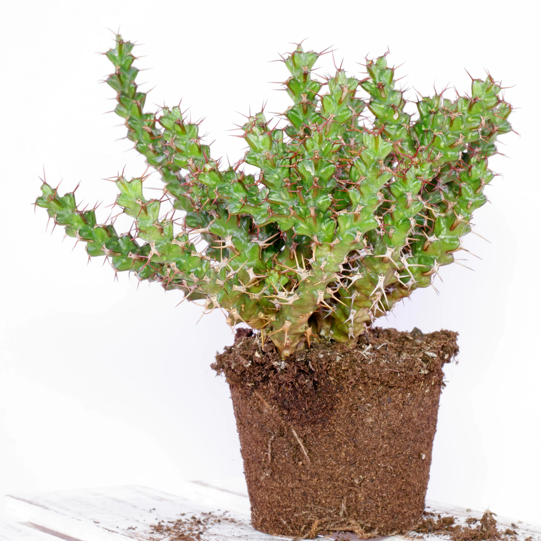 Euphorbia lenewtonii Substrat