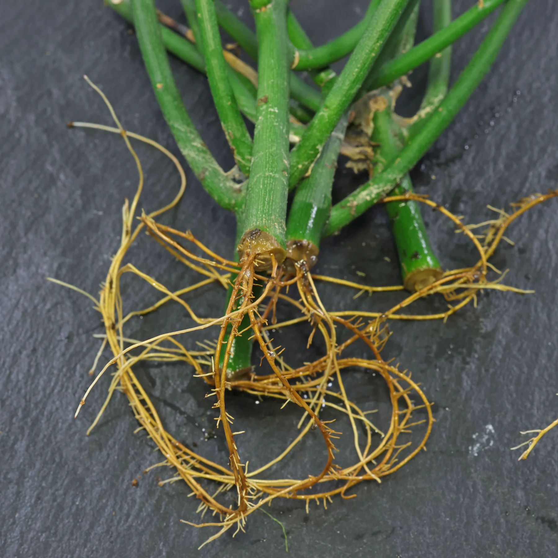 Euphorbia tirucalli Stecklinge