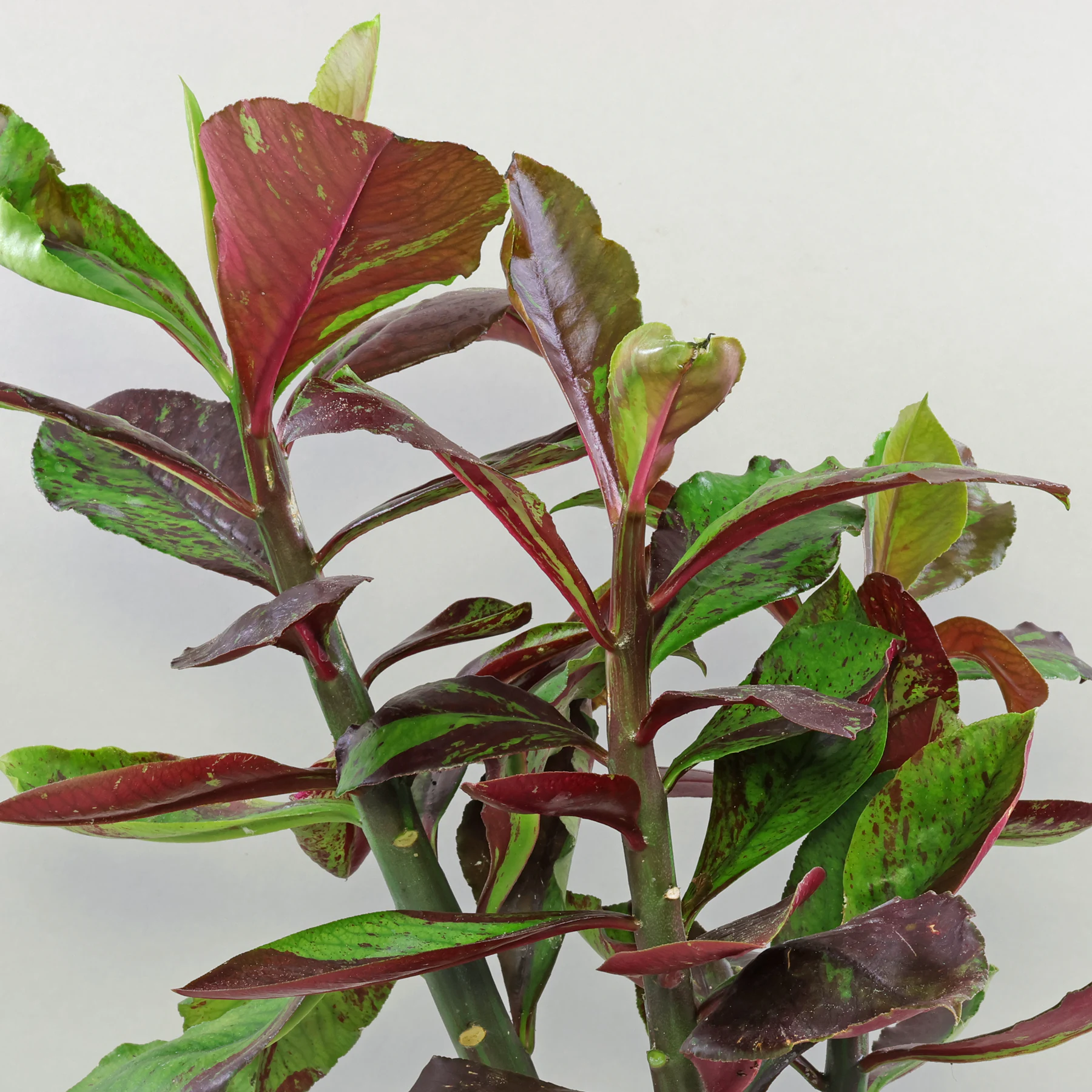 Euphorbia umbellata Milchbaum