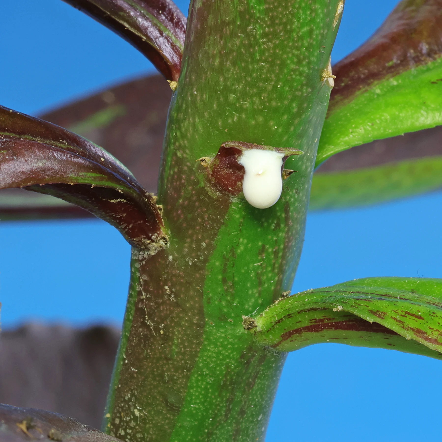 Euphorbia umbellata Milchsaft