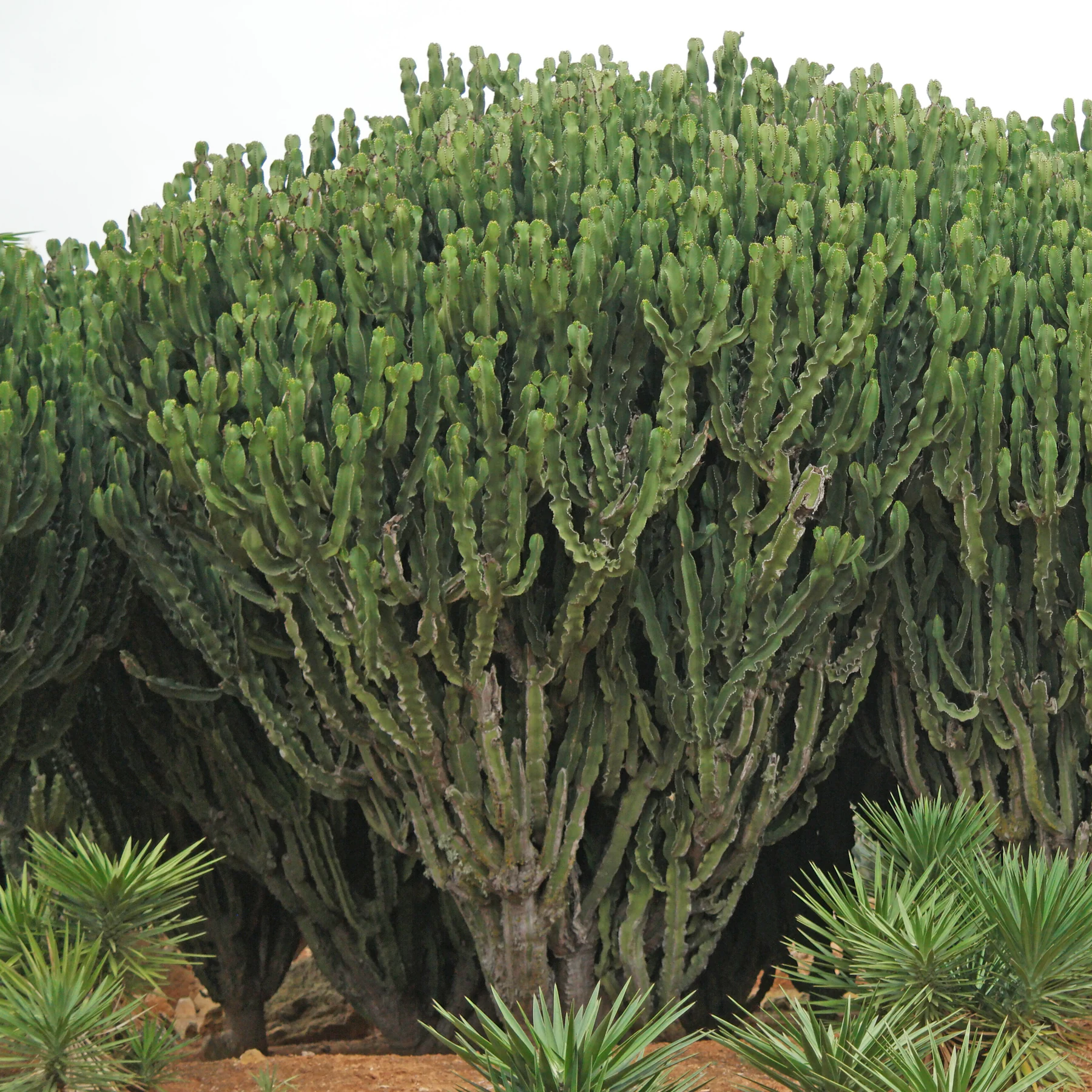 Kaktus Wolfsmilch Euphorbia ingens