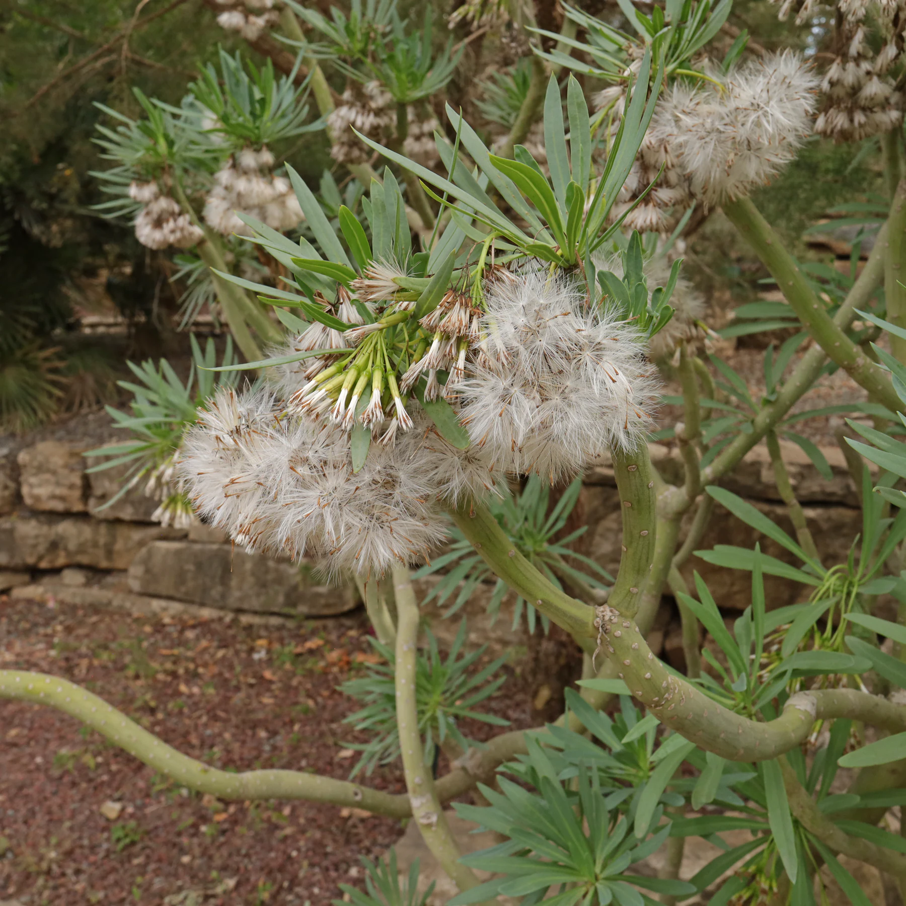 Kleinia neriifolia Blüten