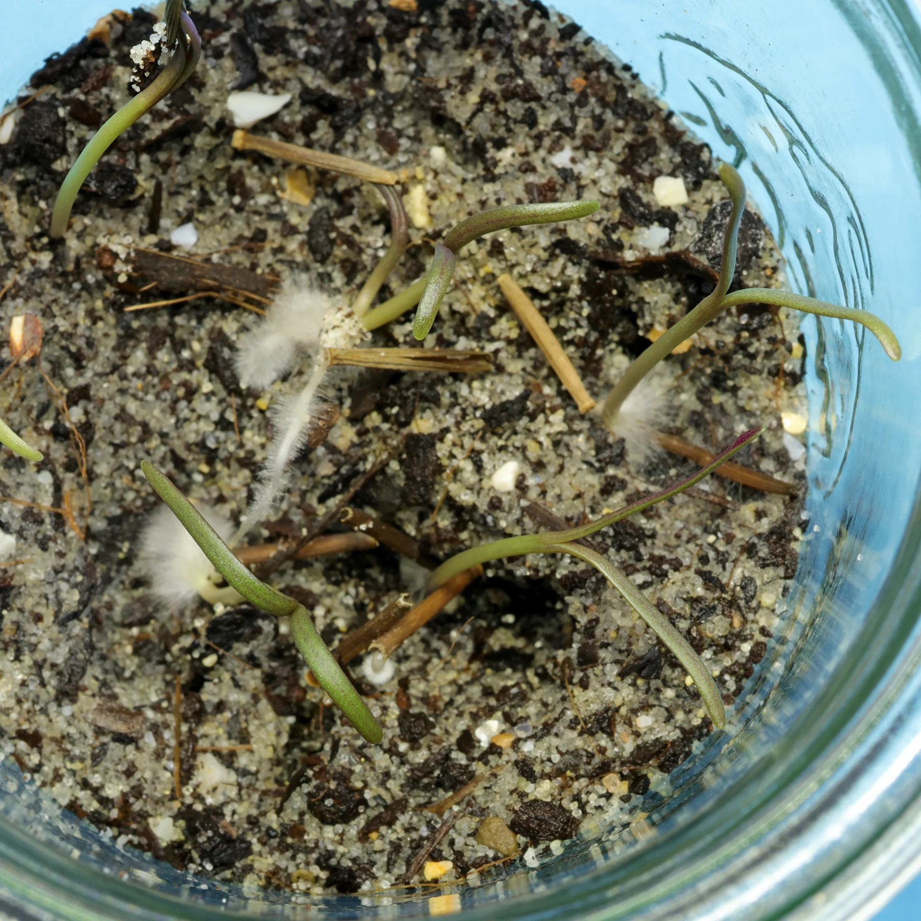 Kleinia neriifolia Keimblätter