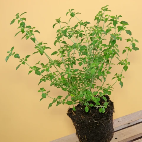 Minzstrauch Prostanthera rotundifolia