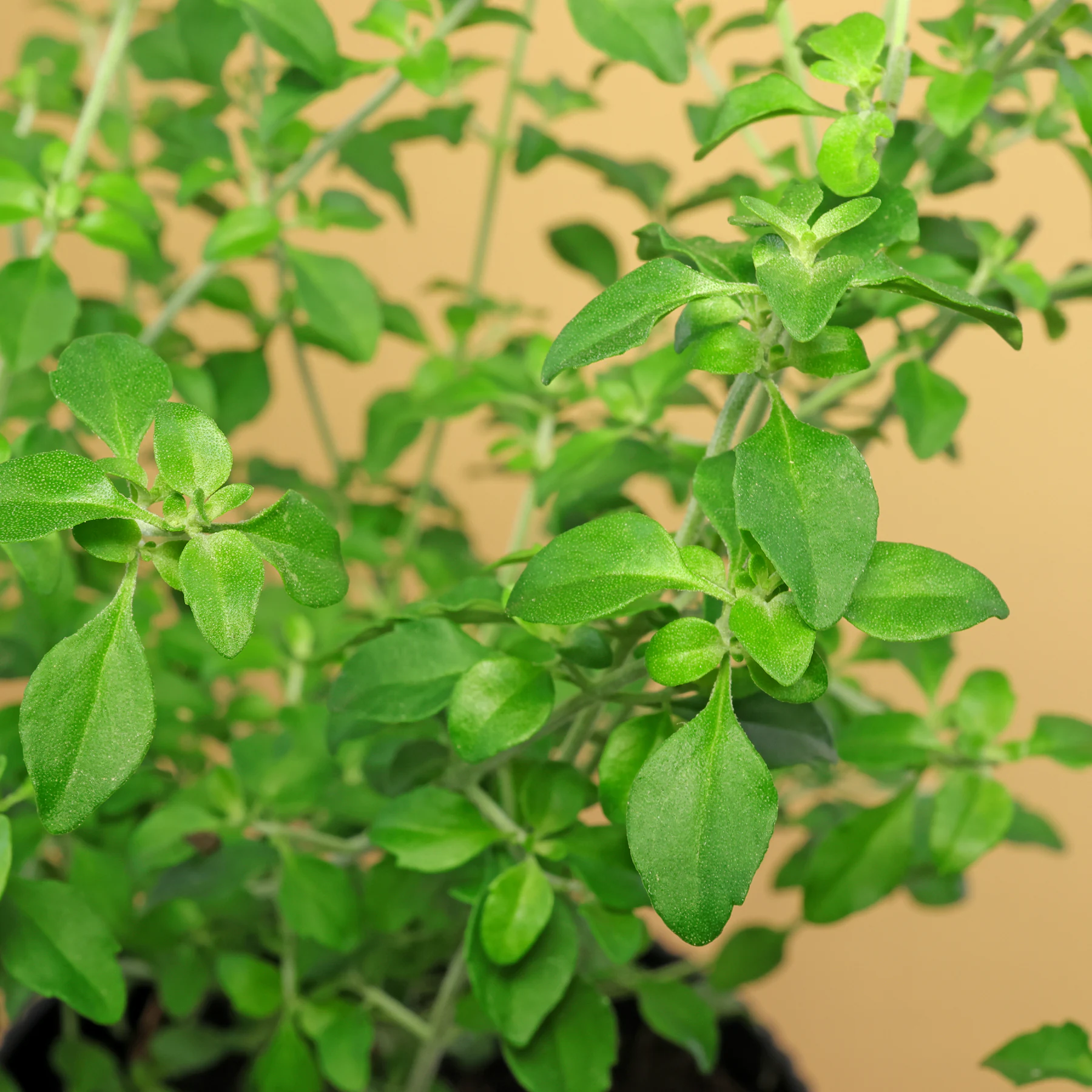 Prostanthera rotundifolia Blätter