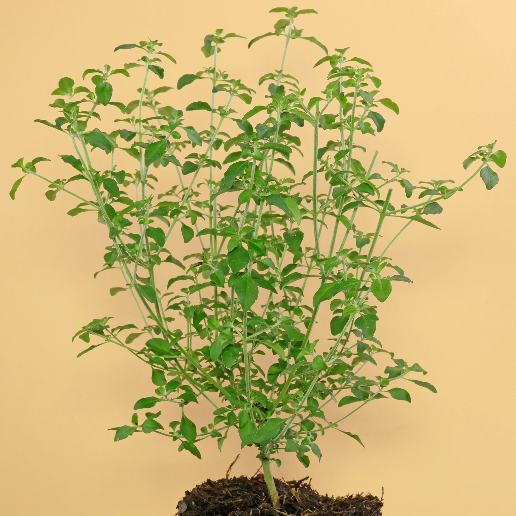 Prostanthera rotundifolia