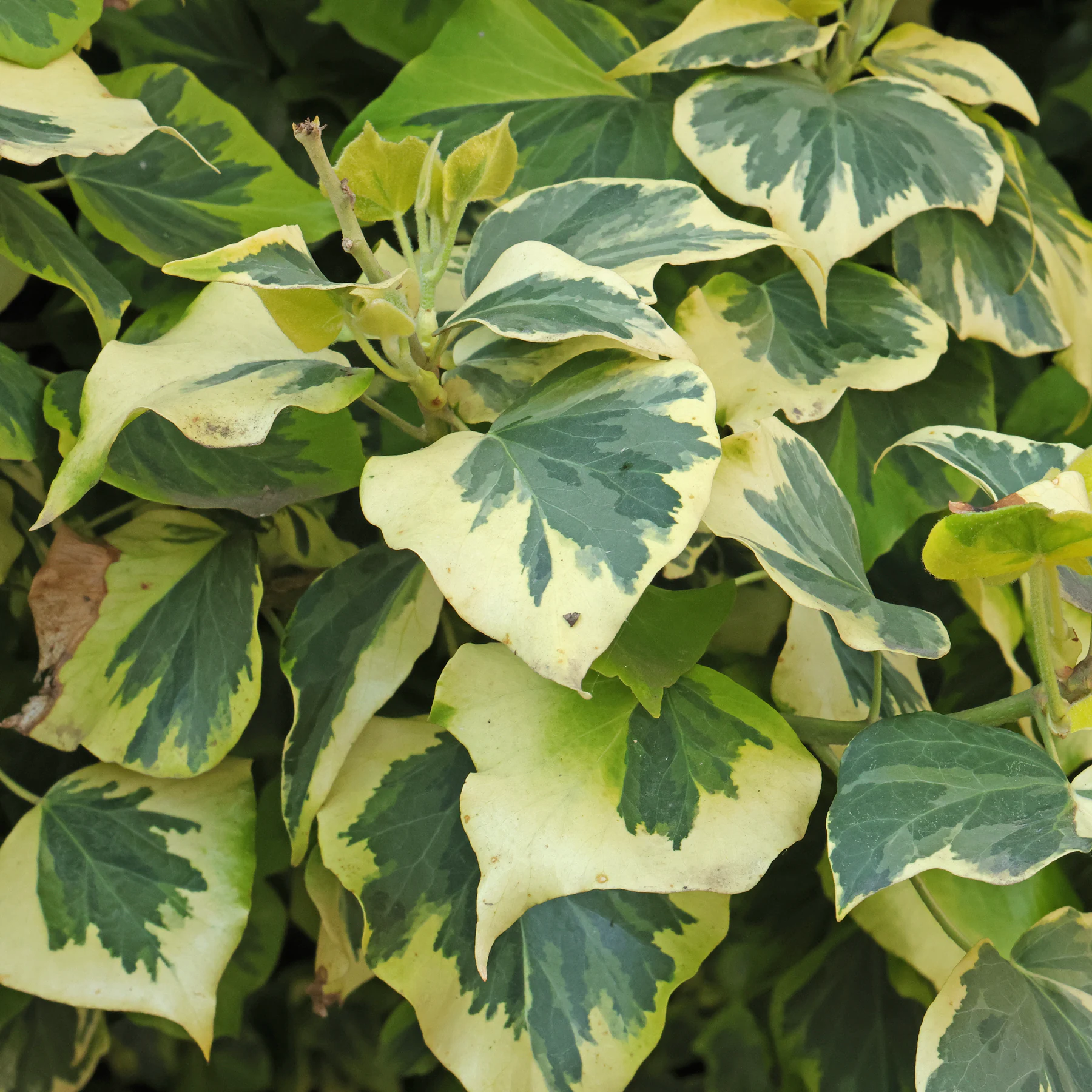 Efeu Variegata Blätter