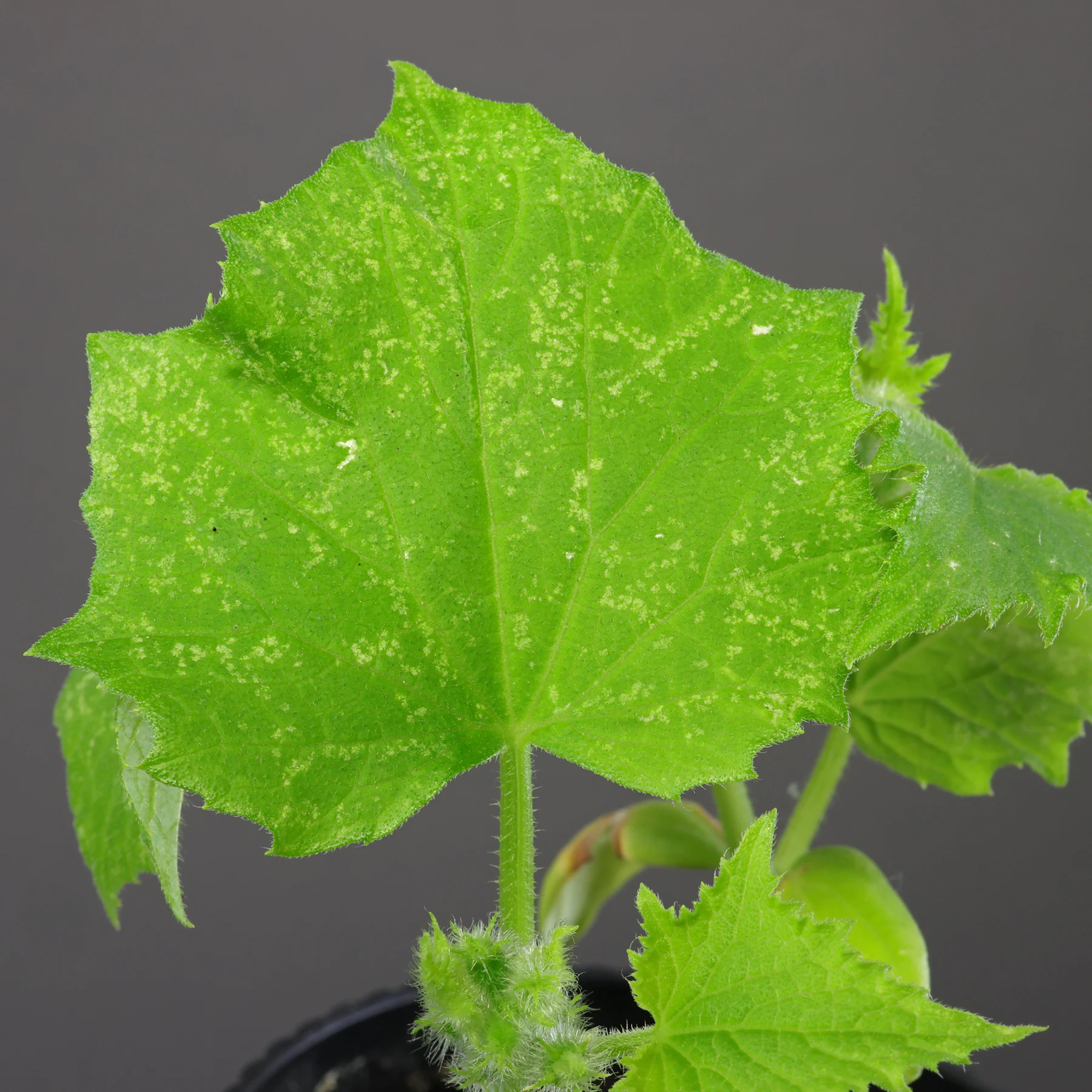Gurke Blatt Miniermotte