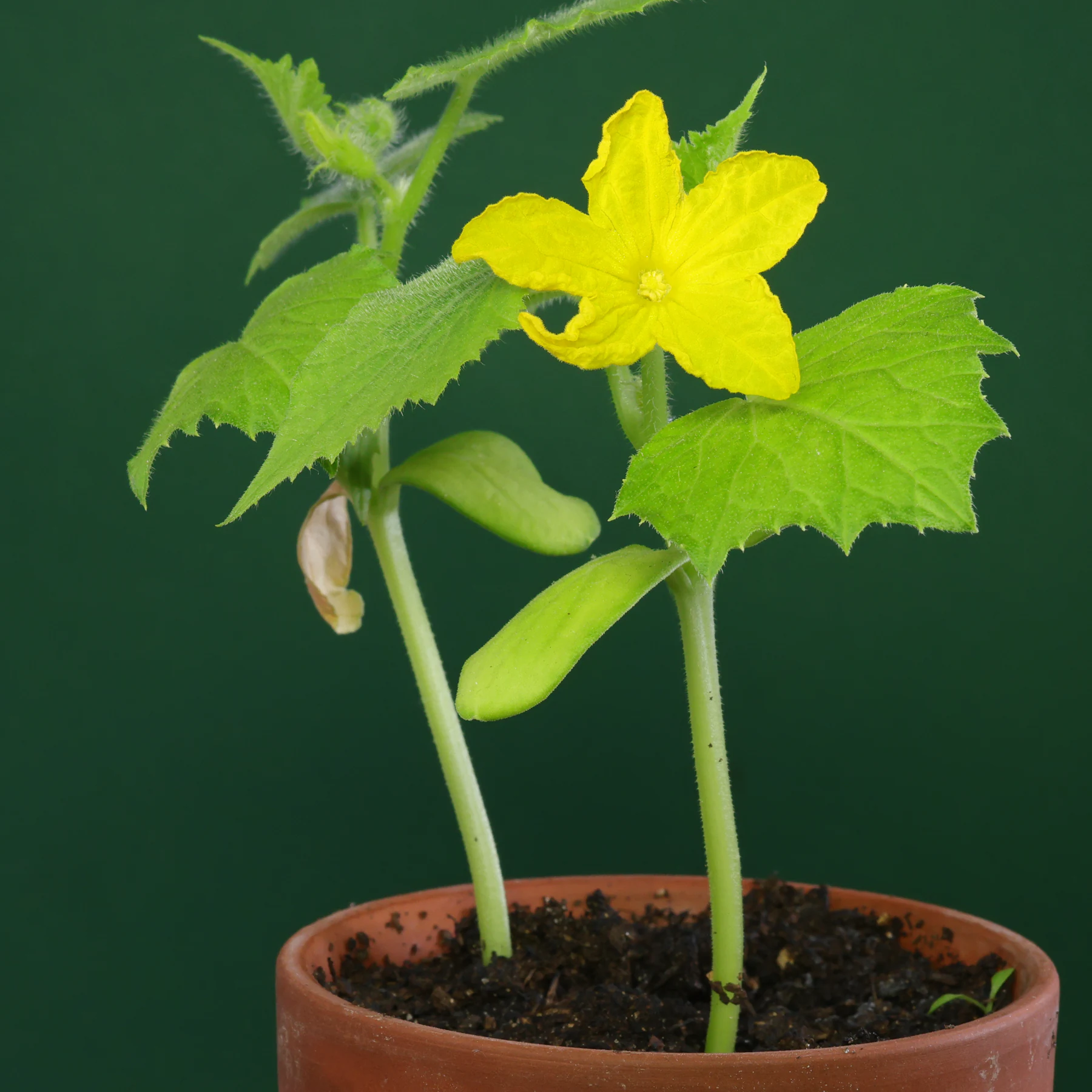 Gurke Cucumis sativus