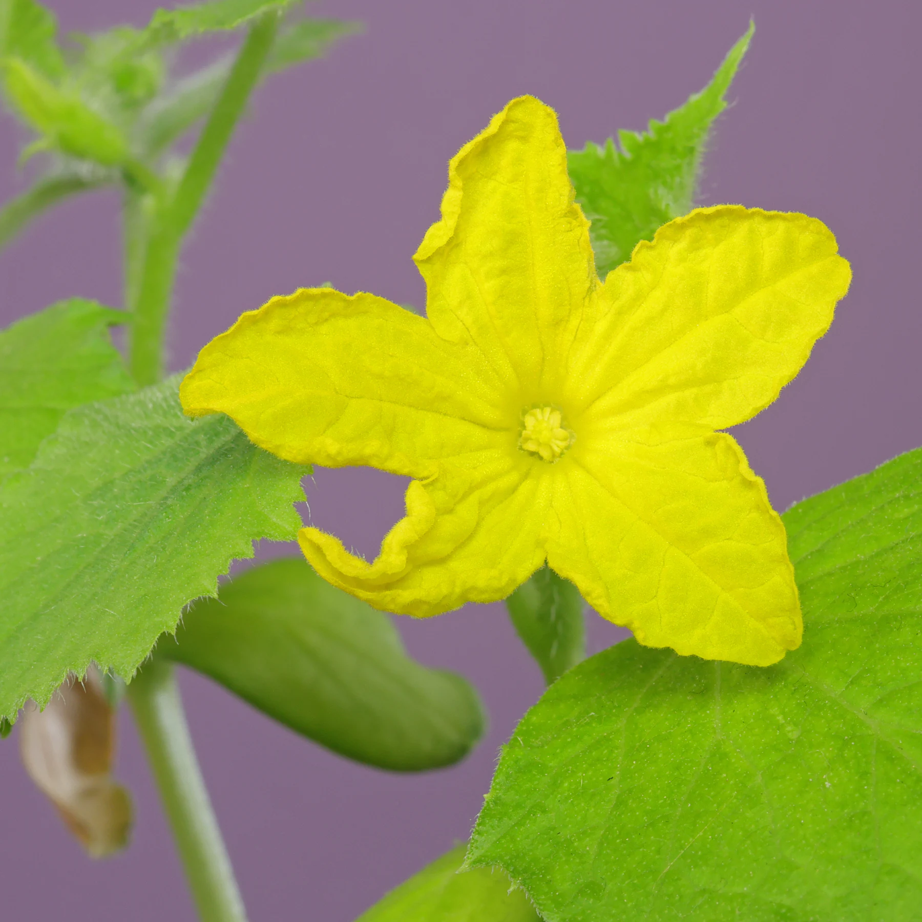 Gurke gelbe Blüte