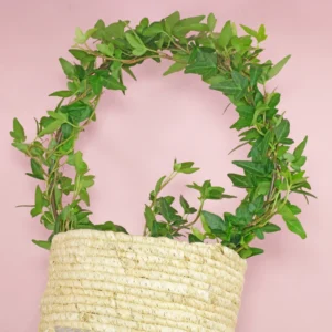 Hedera helix Efeu