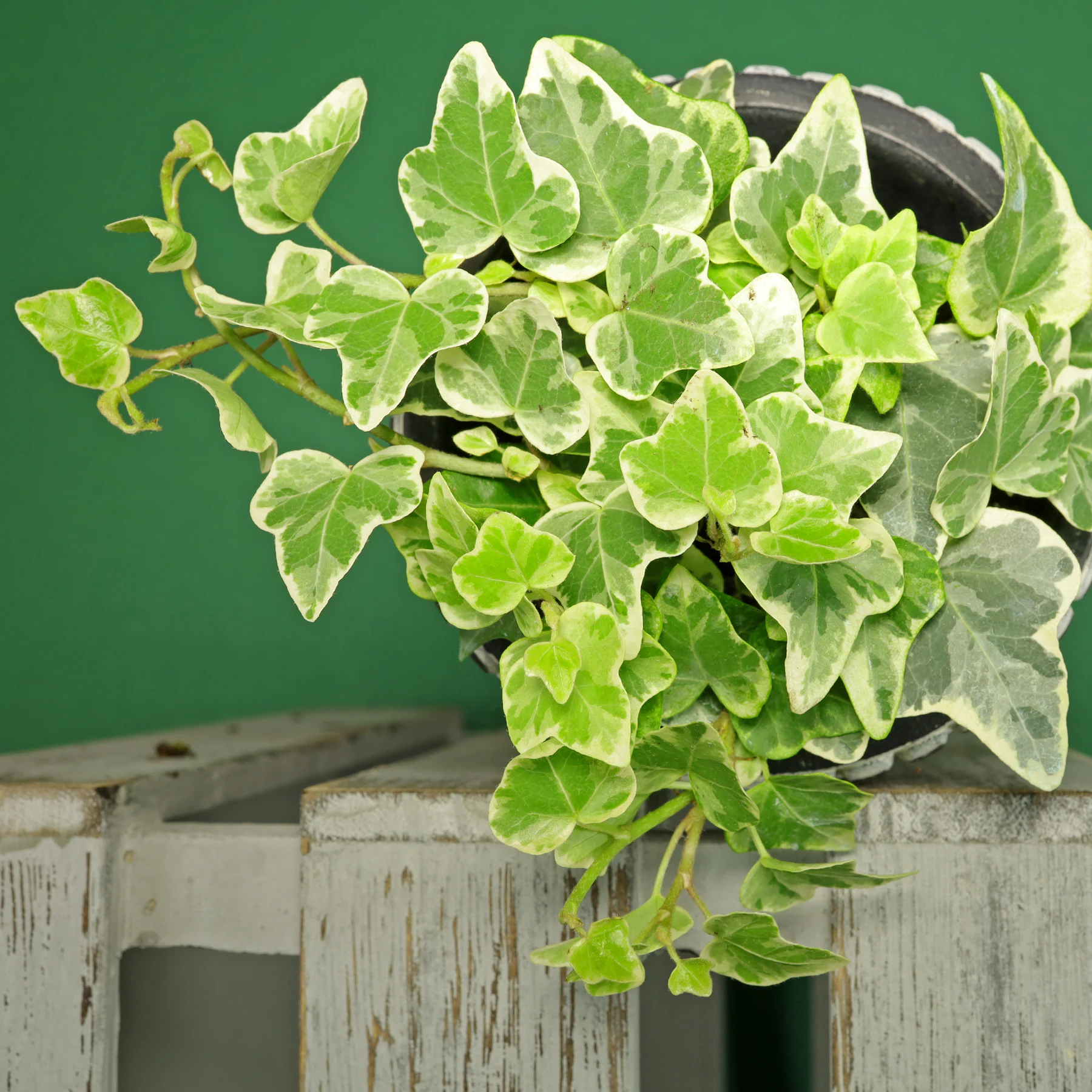 Hedera helix Glacier