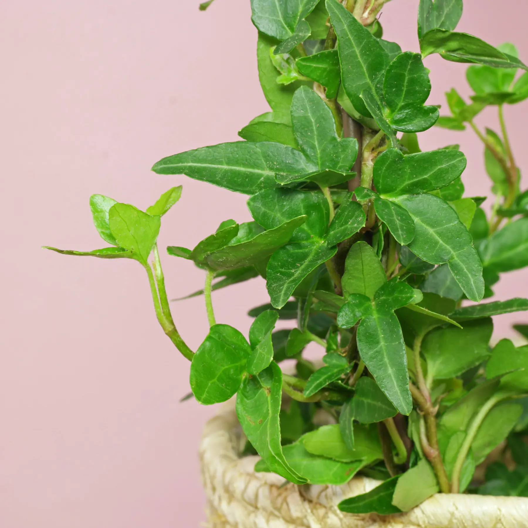 Hedera helix