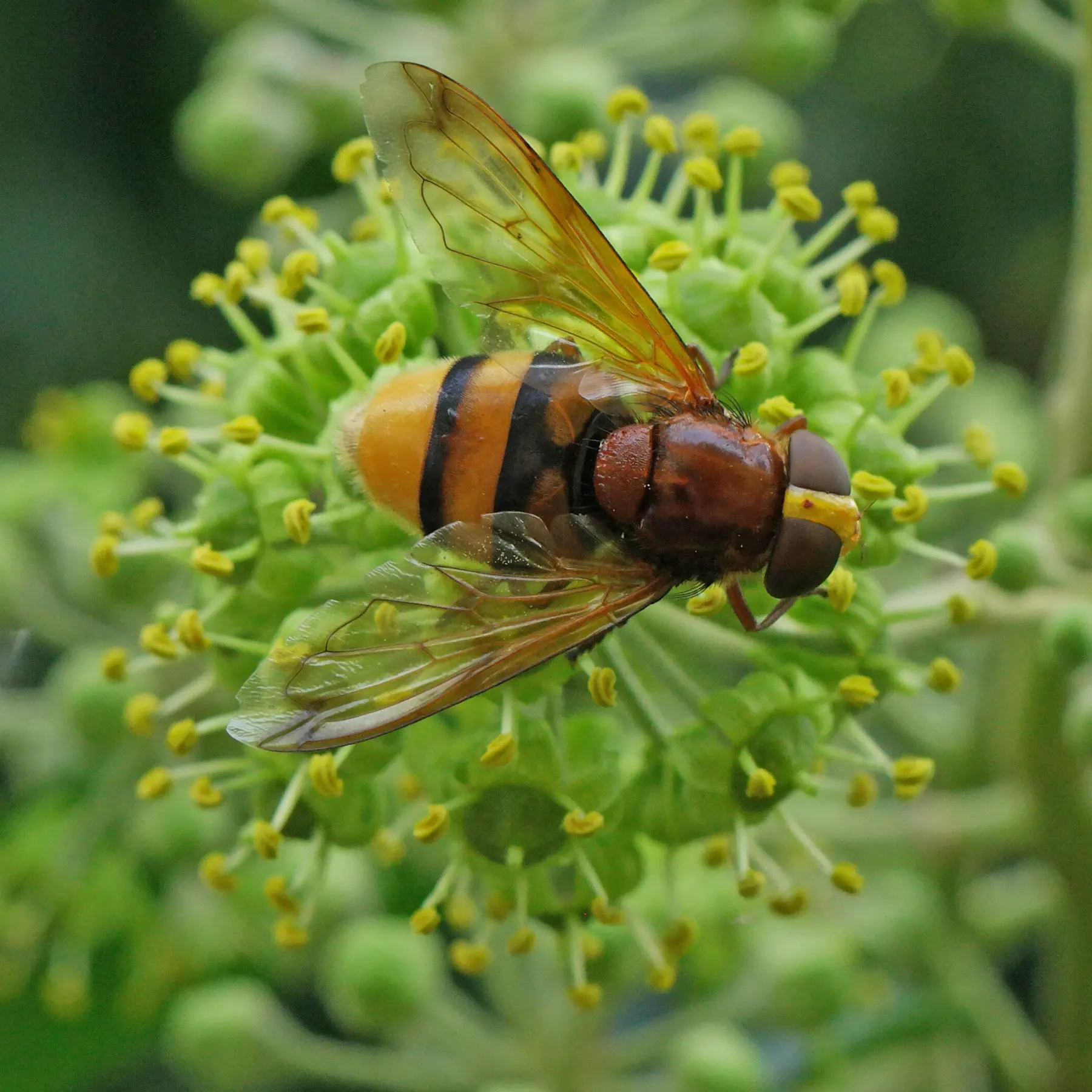 Hornissenschwebfliege auf Efeubluete