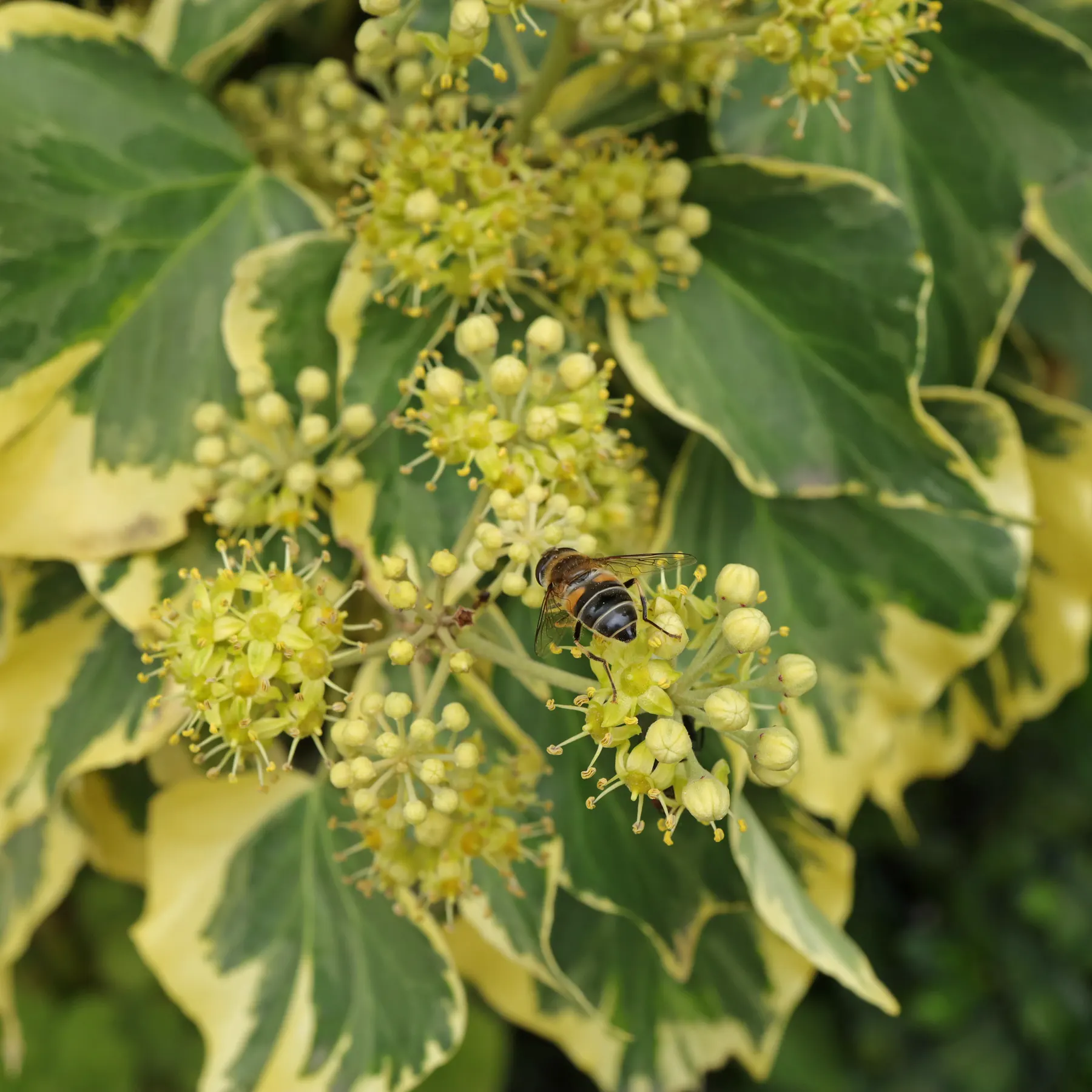 Schwebfliege auf Efeu